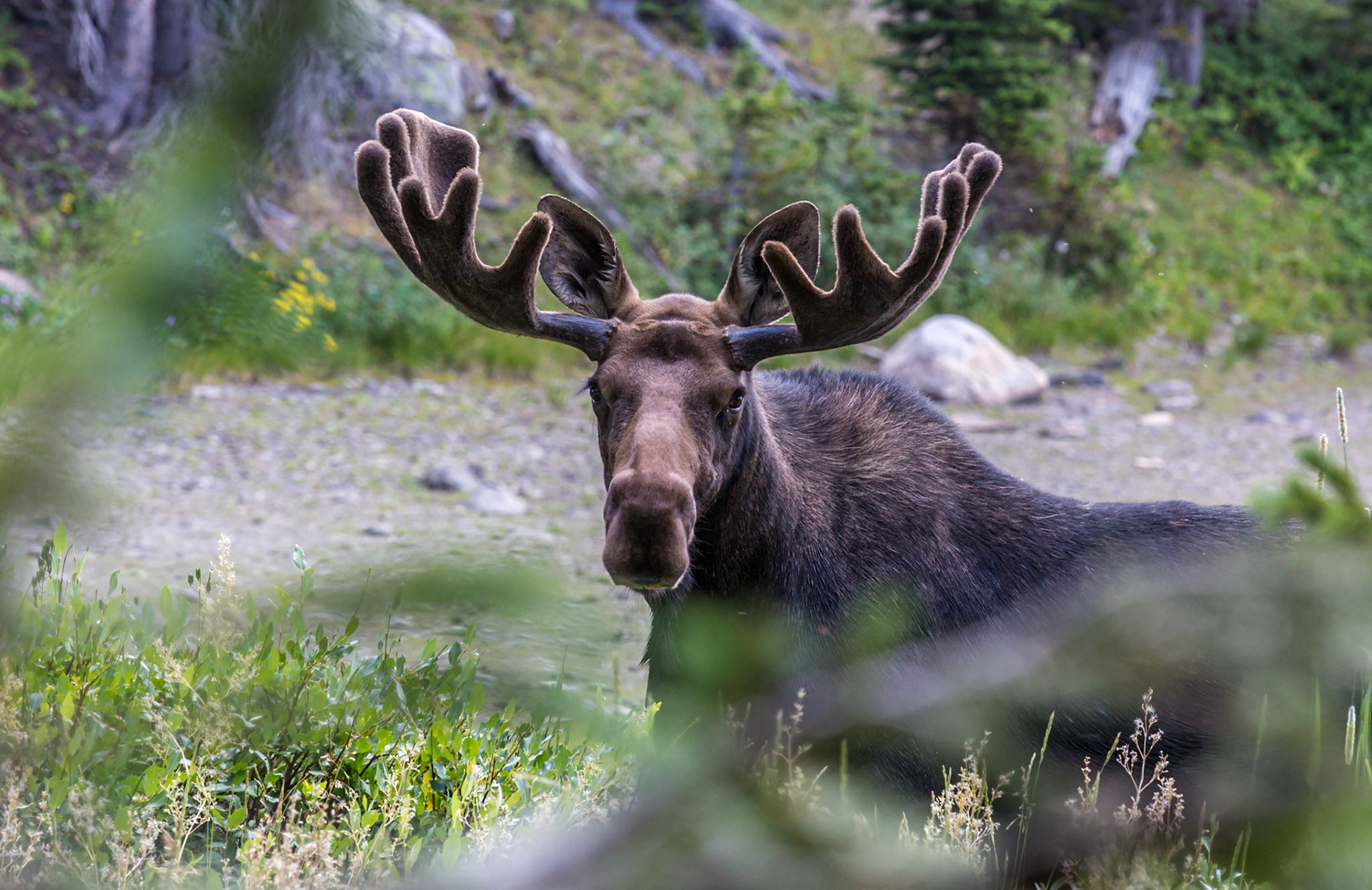 180811_144 Close up of moose (Alces alces) in Medicine Bow National Forest in Wyoming