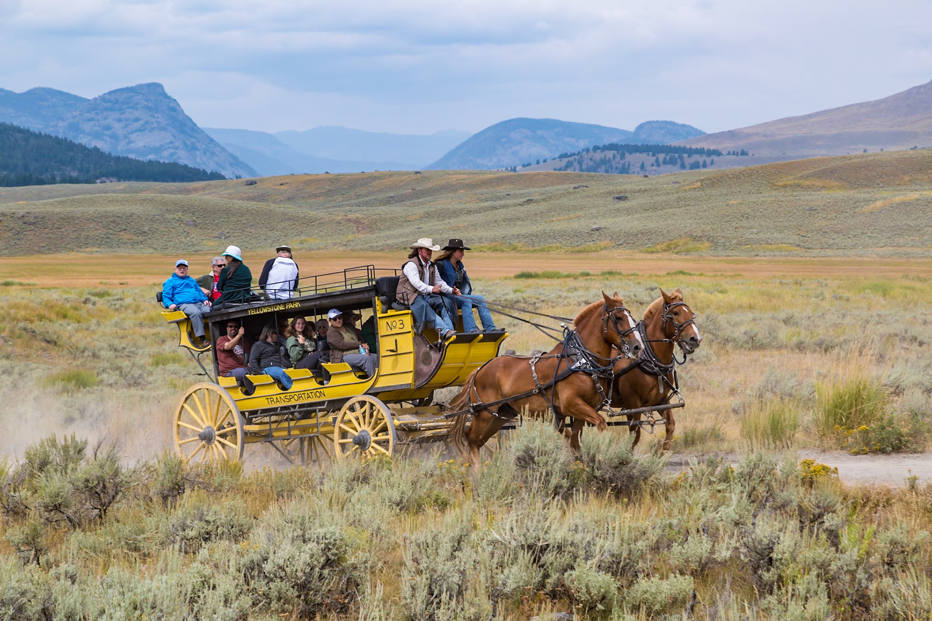 180822_078 Tourists riding horse-drawn stagecoach replicas through sage-covered meadow of Pleasant Valley in Yellowstone National Park, Wyoming