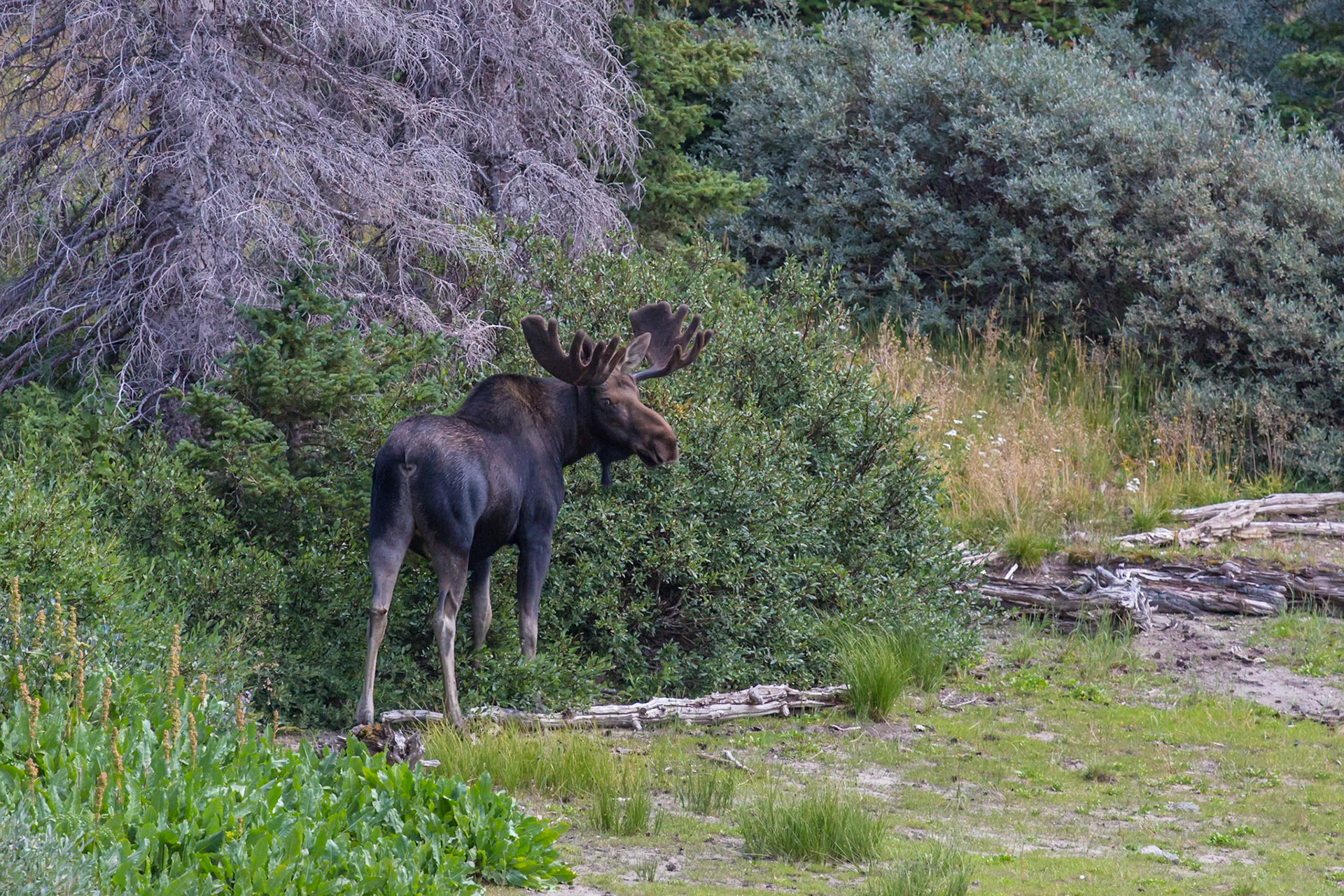 180811_165 Moose (Alces alces) standing in a clearing at the Medicine Bow National Forest in Wyoming