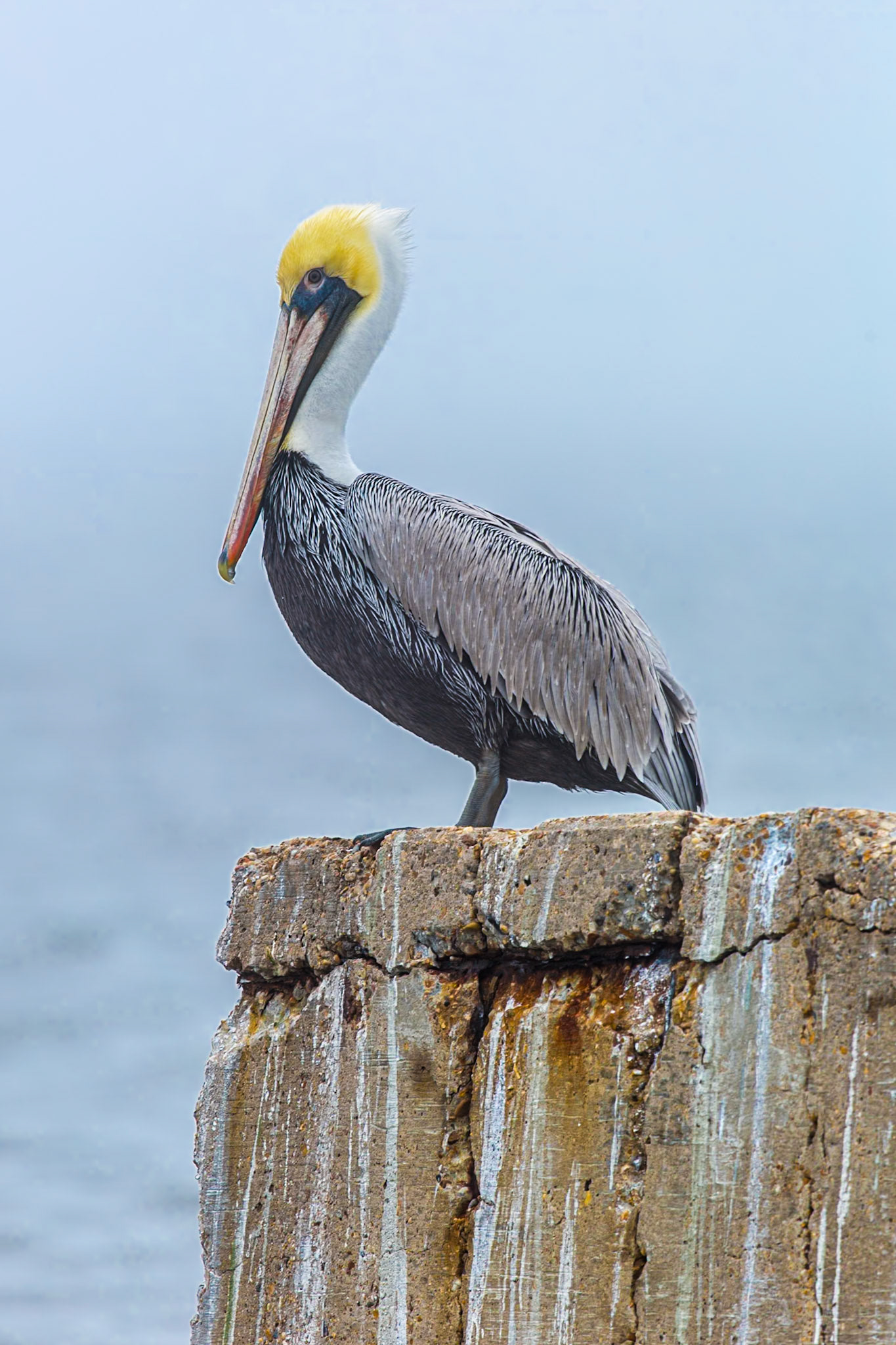 170120_017 Brown Pelican (Pelicanus occidentalis) perched upon a sea wall on a foggy morning in Long Beach, Mississippi