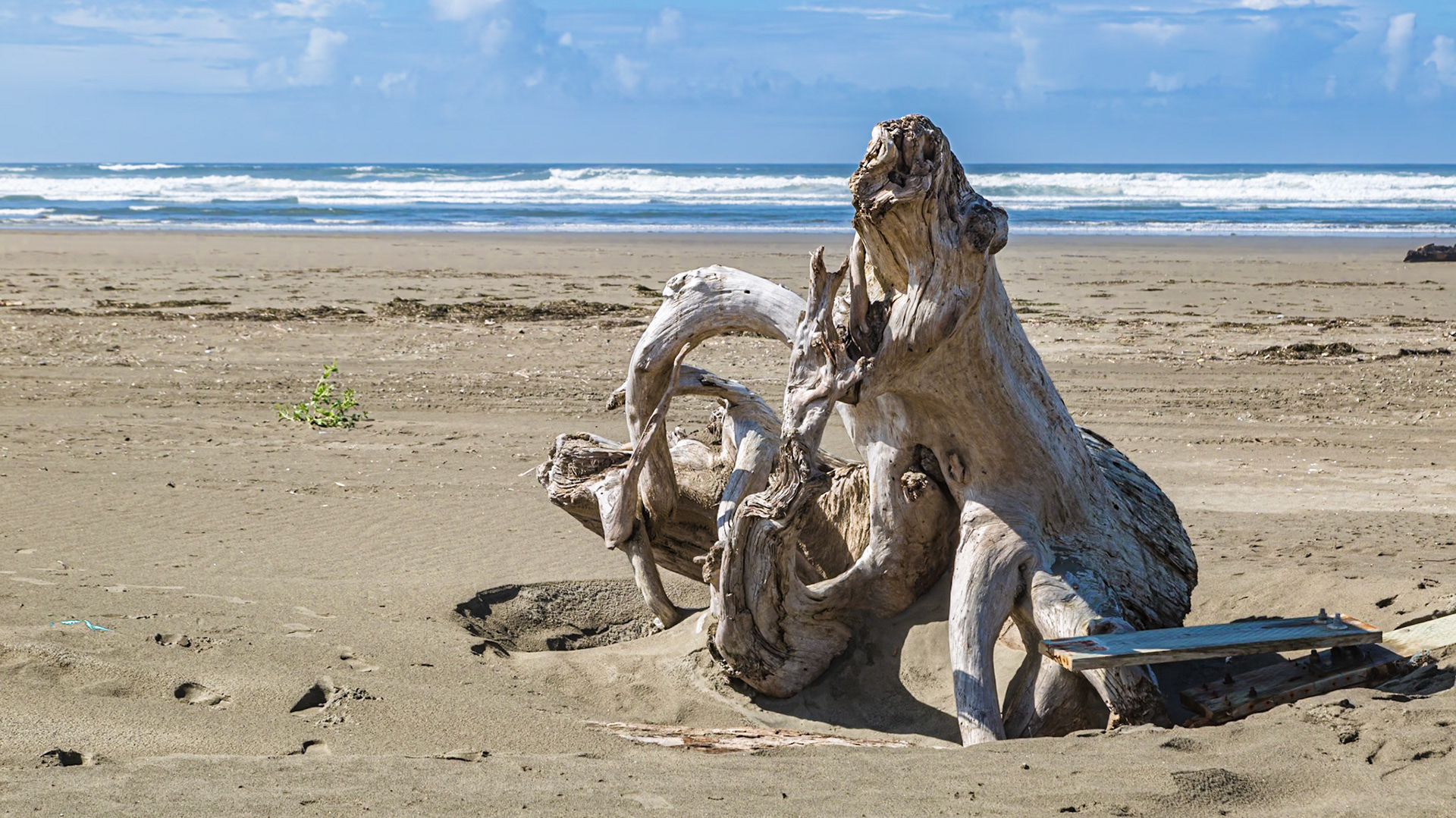 180911_048 Driftwood log on the Pacific Ocean beach at Ocean City Beach, Washington