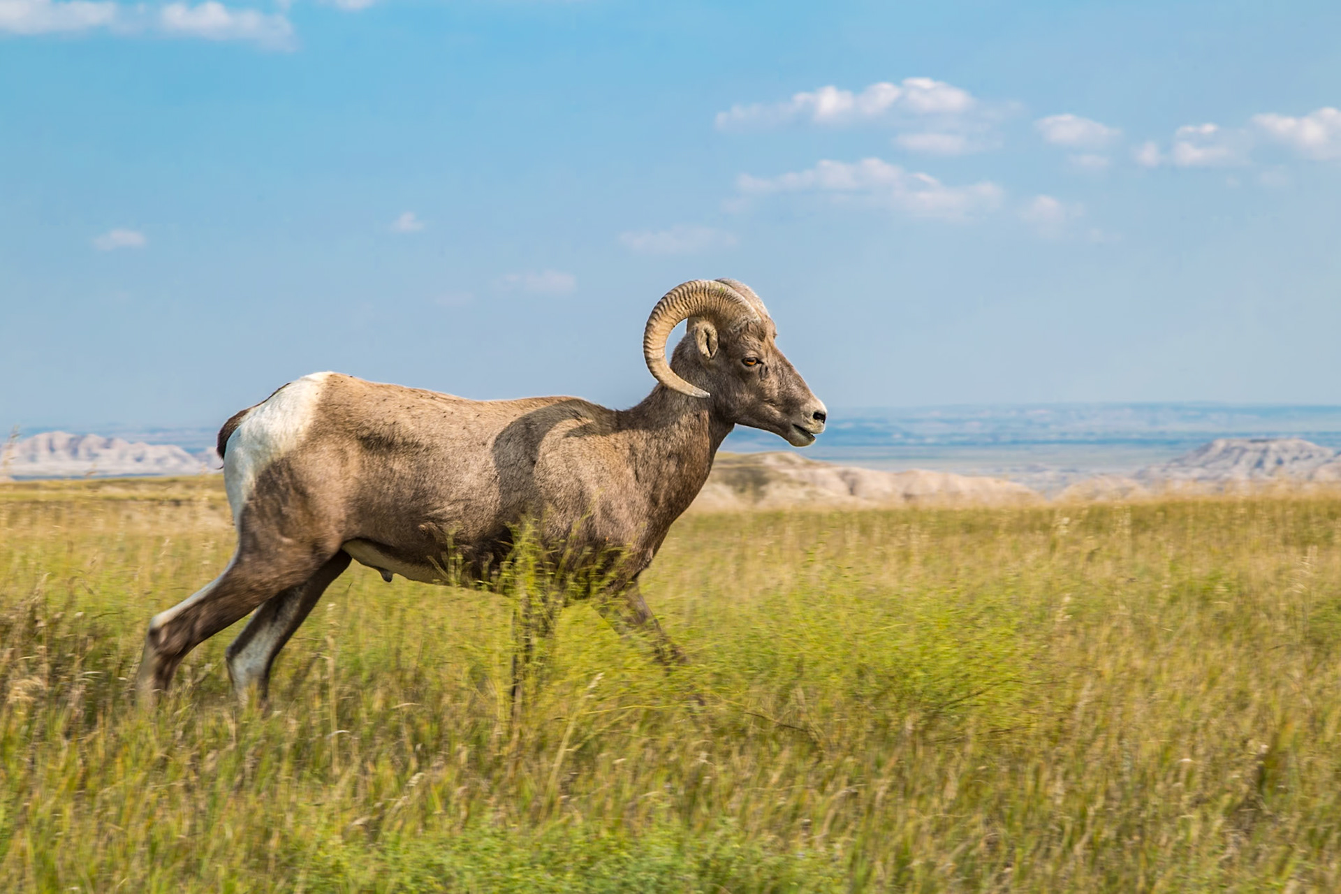 180816_195 Bighorn Sheep (Ovis canadensis) in a grassy prairie at the Badlands National Park in South Dakota, USA