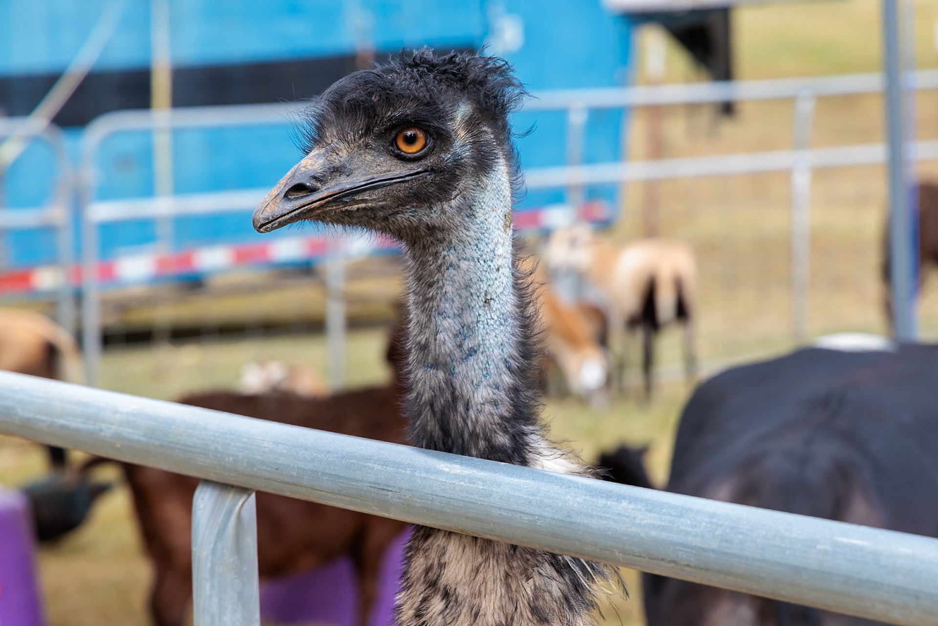 231013_036 Close-up of the head of an emu (Dromaius novaehollandiae) in captivity on a farm in Tennessee