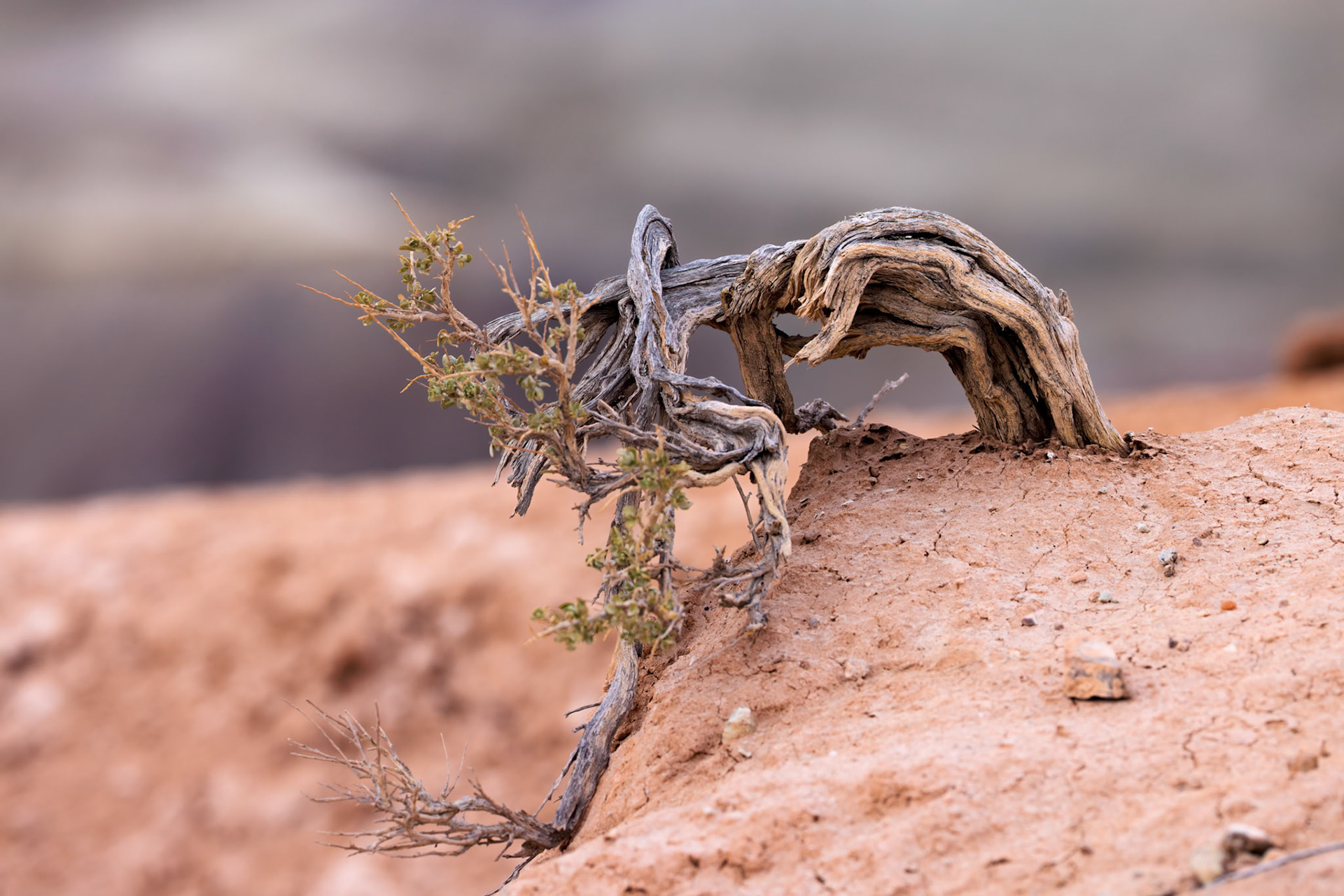 230411_252-E Sage brush plant growing from the dry earth at Little Painted Desert County Park near Winslow, Arizona