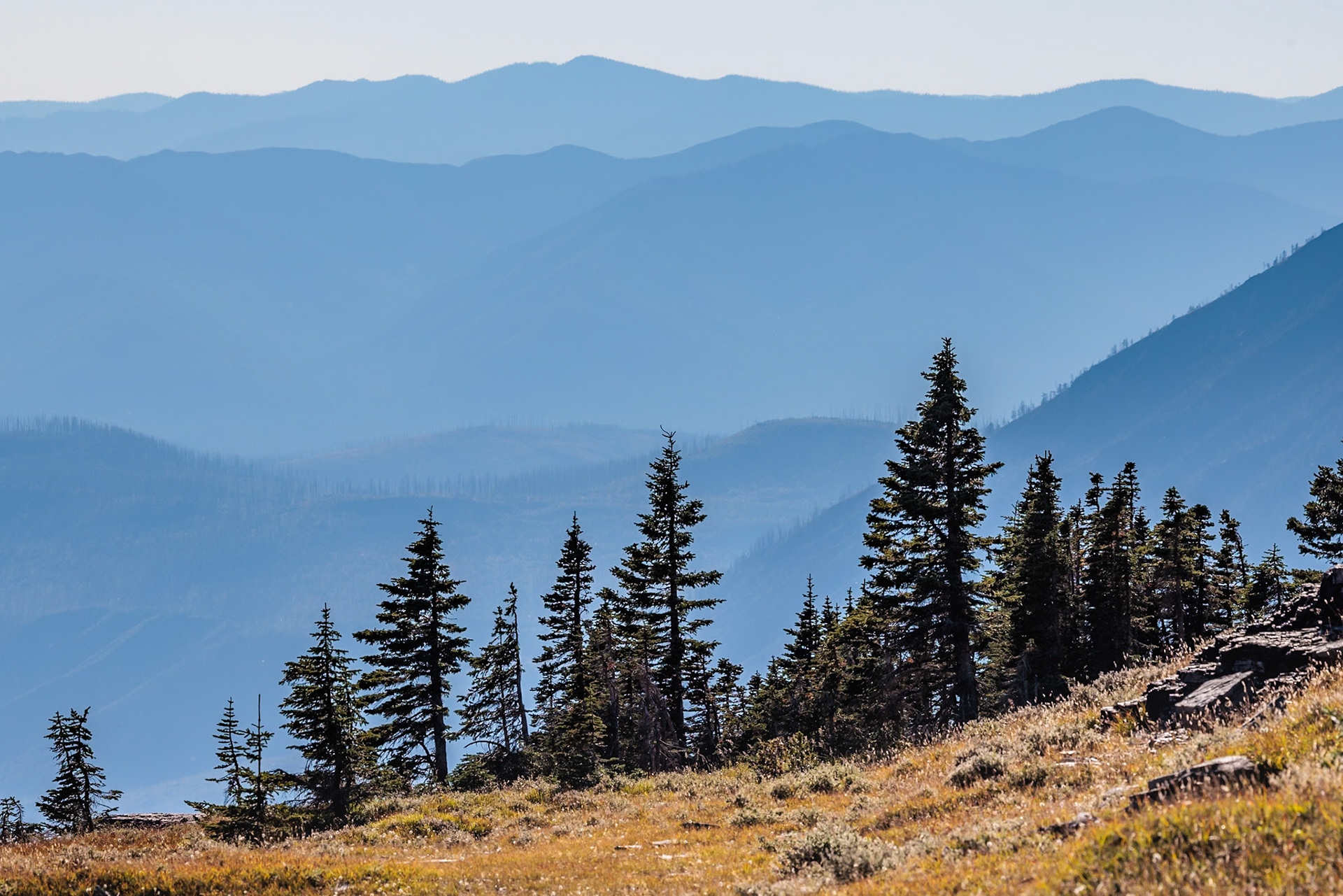 240905_077 Pine trees along the ridges of the mountains along the Hidden Lake Trail from the Logan Pass Visitor Center in Glacier Natioinal Park, Montana, USA