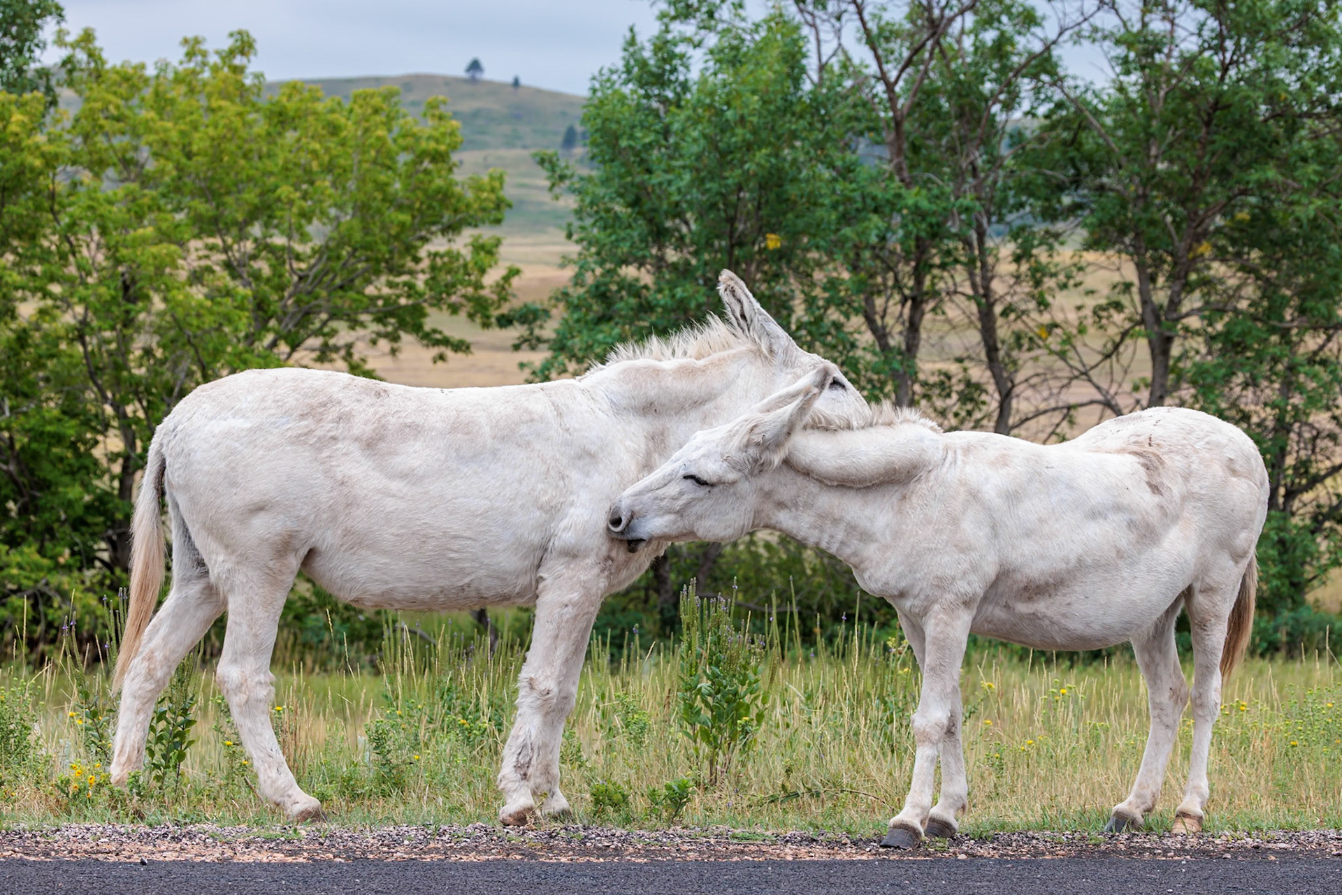 240819_004 Feral donkeys (Equus africanus) standing along the road in Custer State Park near Custer, South Dakota, USA