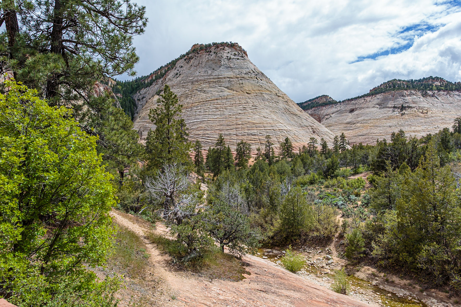 190529_292 Patterns of erosion on the rock formations in the Checkerboard Mesa area of  Zion National Park, Utah