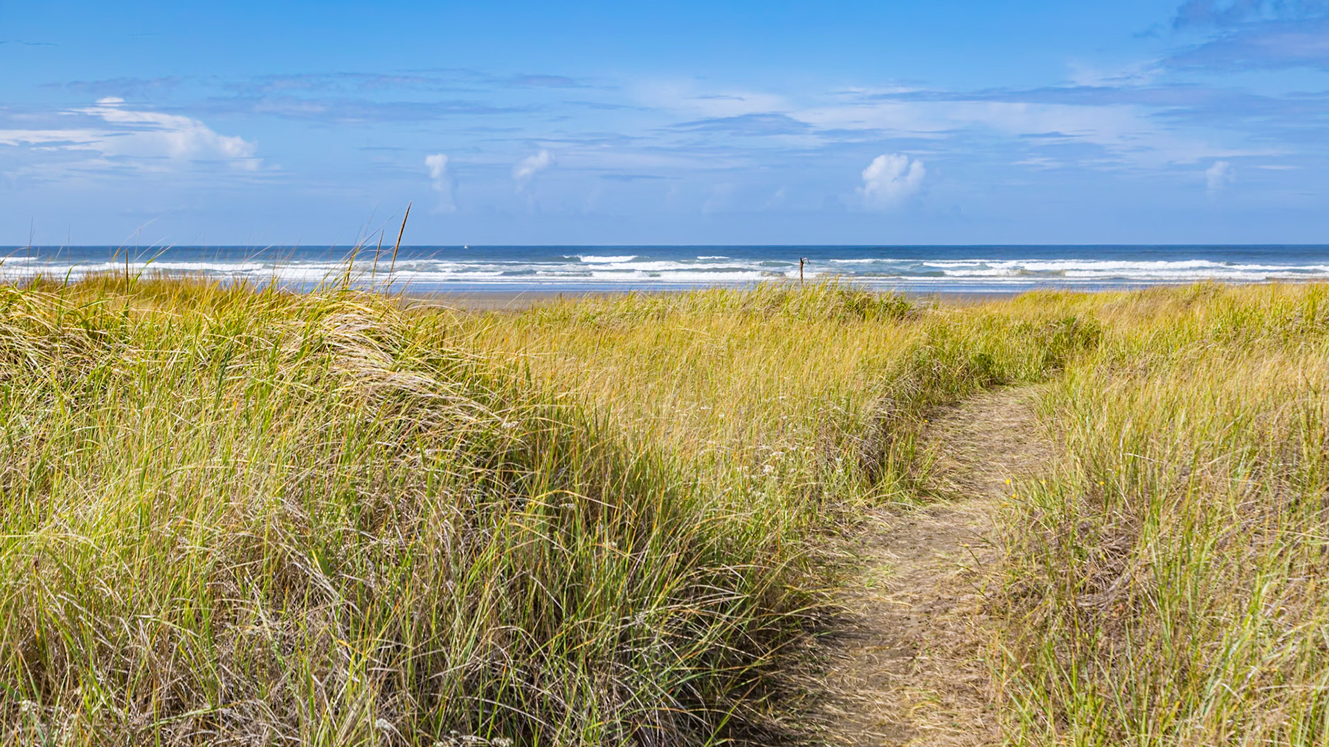 180911_002 Walking path through the high sea grass leading to the Pacific Ocean beach at Ocean City, Washington