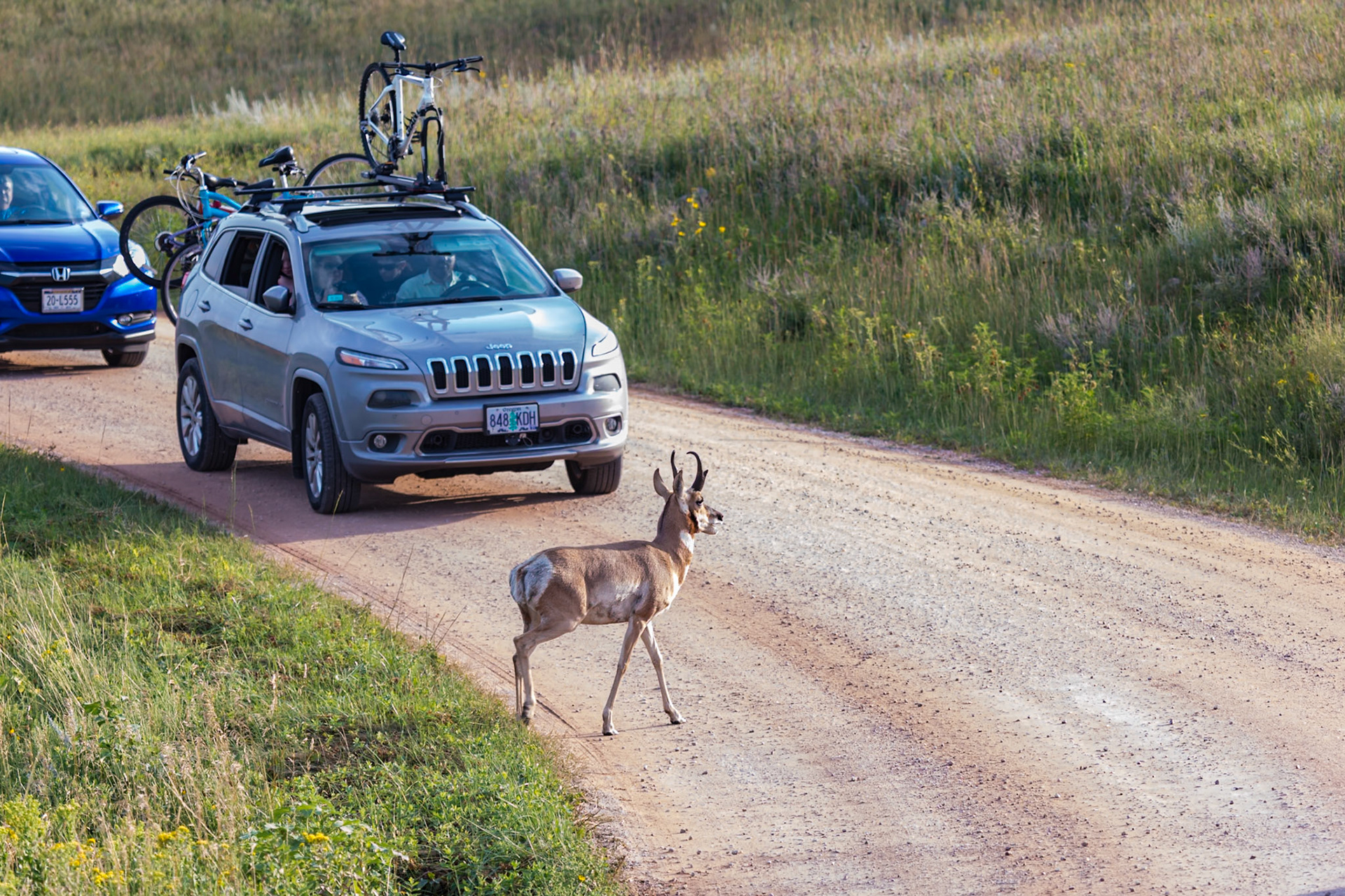 180814_245 Pronghorn (Antilocapra americana) crossing a roadway in  Custer State Park near Custer, South Dakota, USA