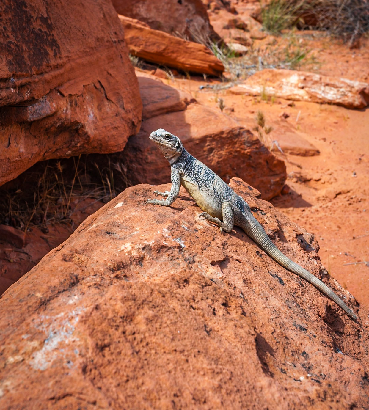 140503_097 Chuckwalla (Sauromalus obesus) lizard reptile sunning on red Aztec sandstone rock formations in the Valley of Fire State Park in Overton, Nevada northeast of Las Vegas