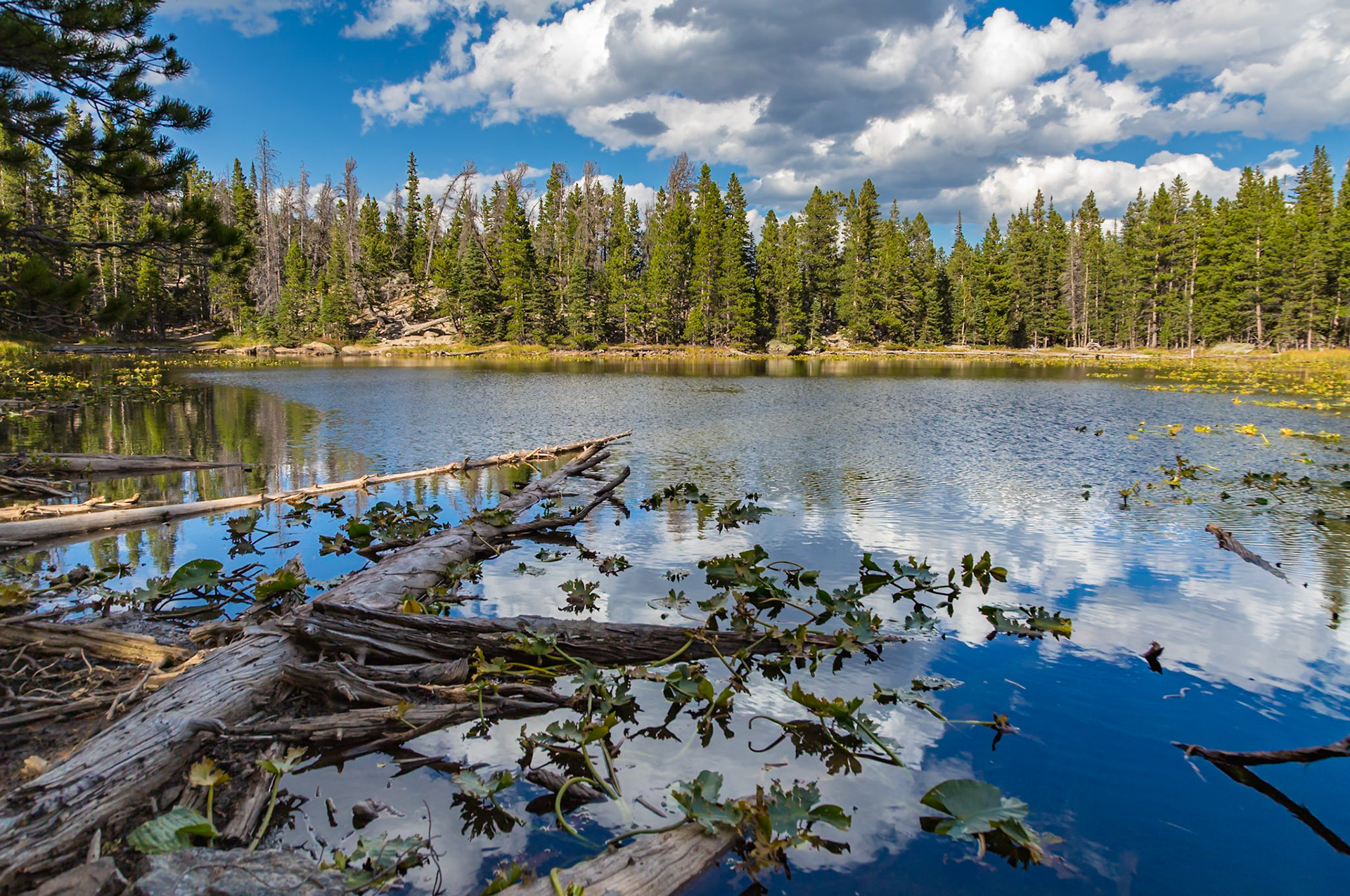 180918_120 Evergreen forest with colordul Aspen trees surround Nymph Lake in Rocky Mountain National Park, Colorado