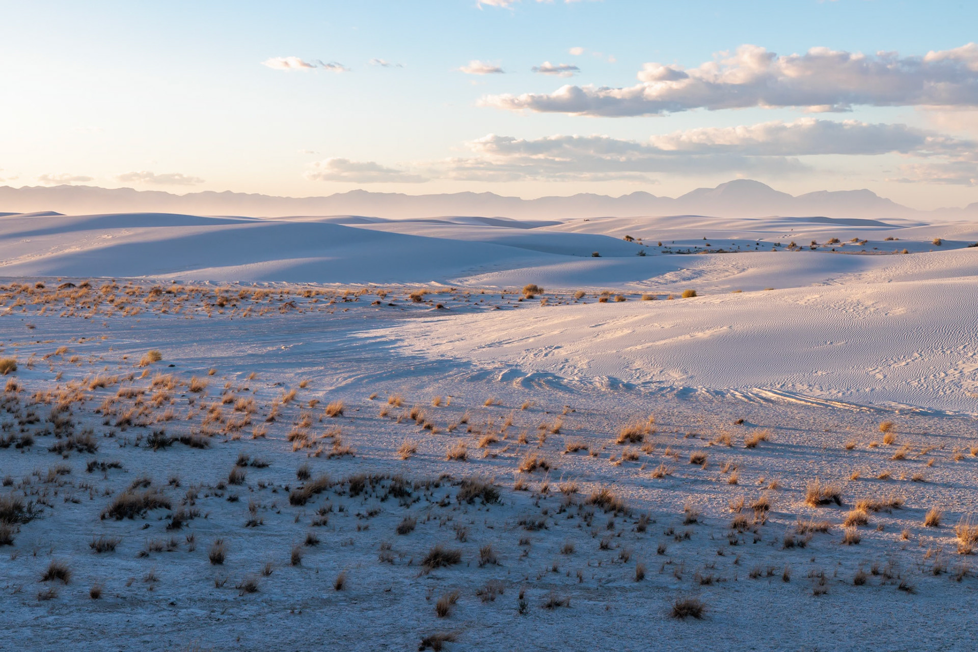 230323_163 Desert grasses in flatter areas of the White Sands National Park in Alamogordo, New Mexico, USA