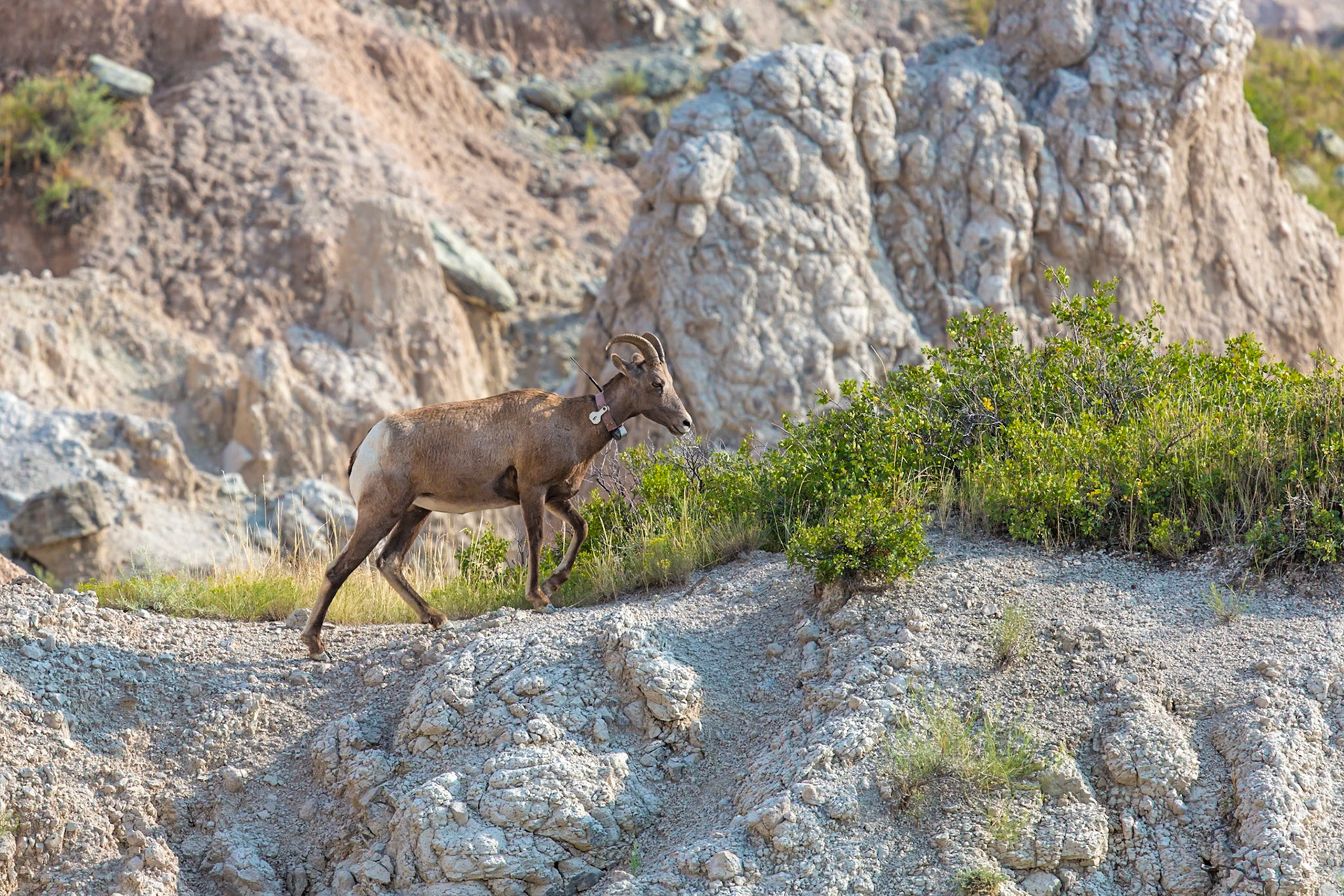 180816_249 Tagged Bighorn Sheep walking on a rock formation overlooking colorful layers of sedimentary rock  in the Badlands National Park in South Dakota, USA