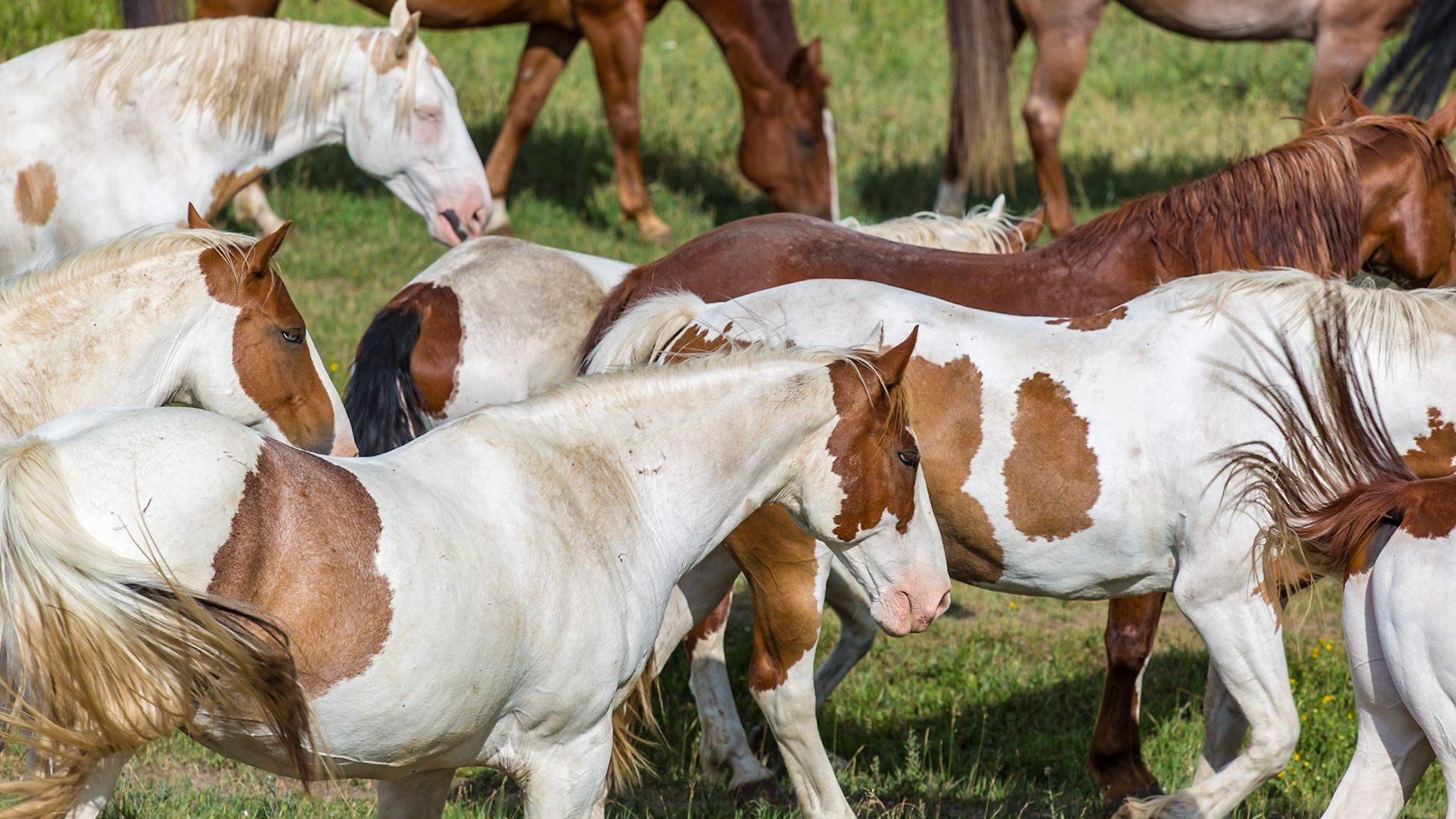 180805_038 Close up of a group of horses being turned out to pasture at Terry Bison Ranch near Cheyenne, Wyoming