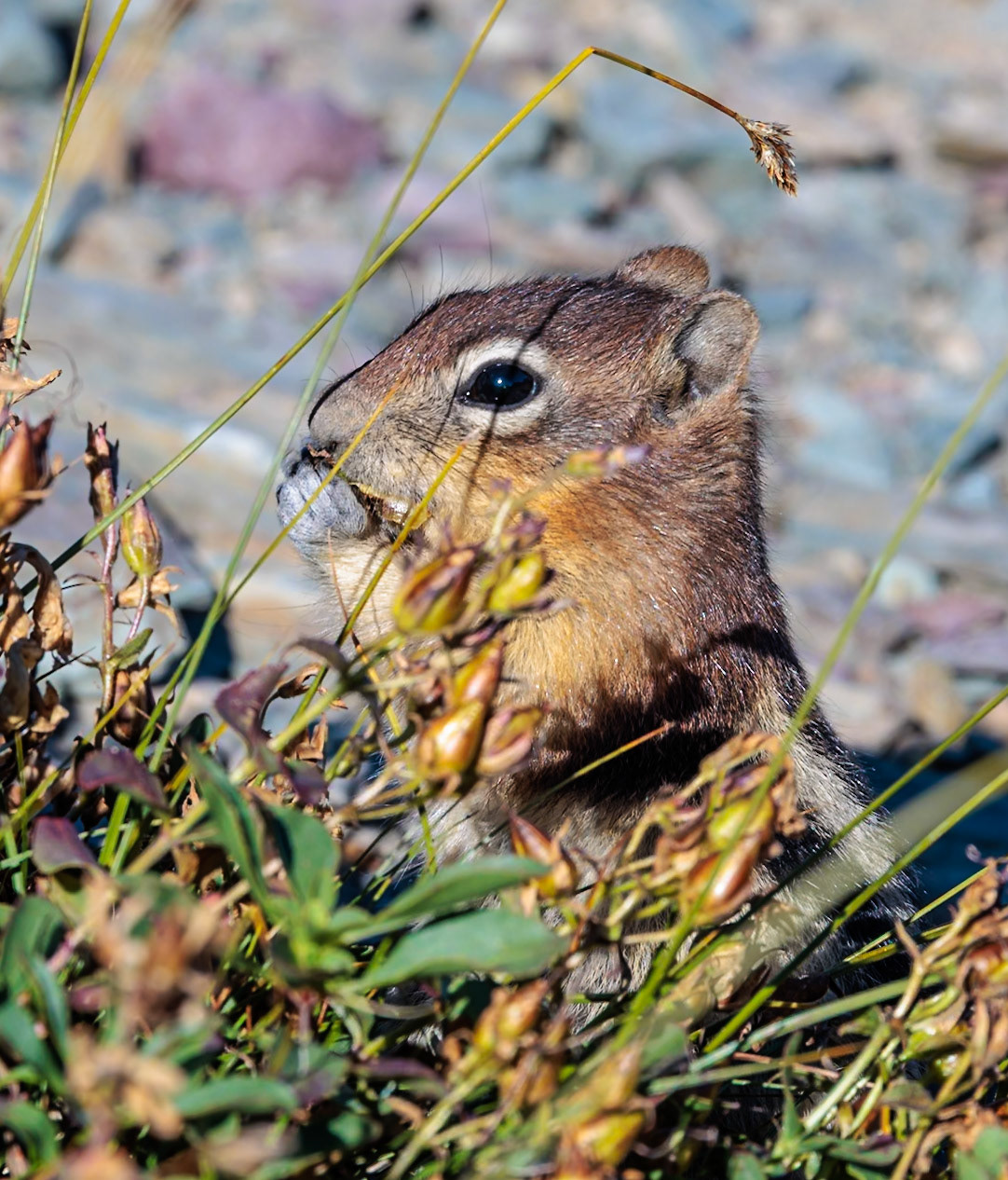 240905_067 Glacier National Park in Montana, USA