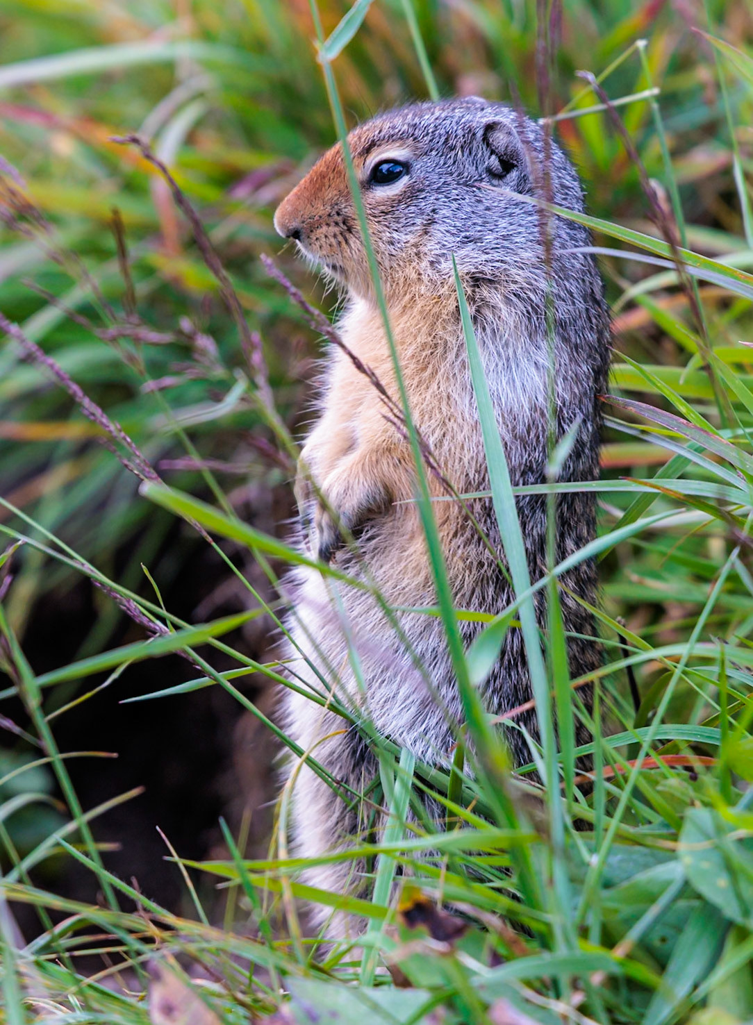 240903_010 Glacier National Park in Montana, USA
