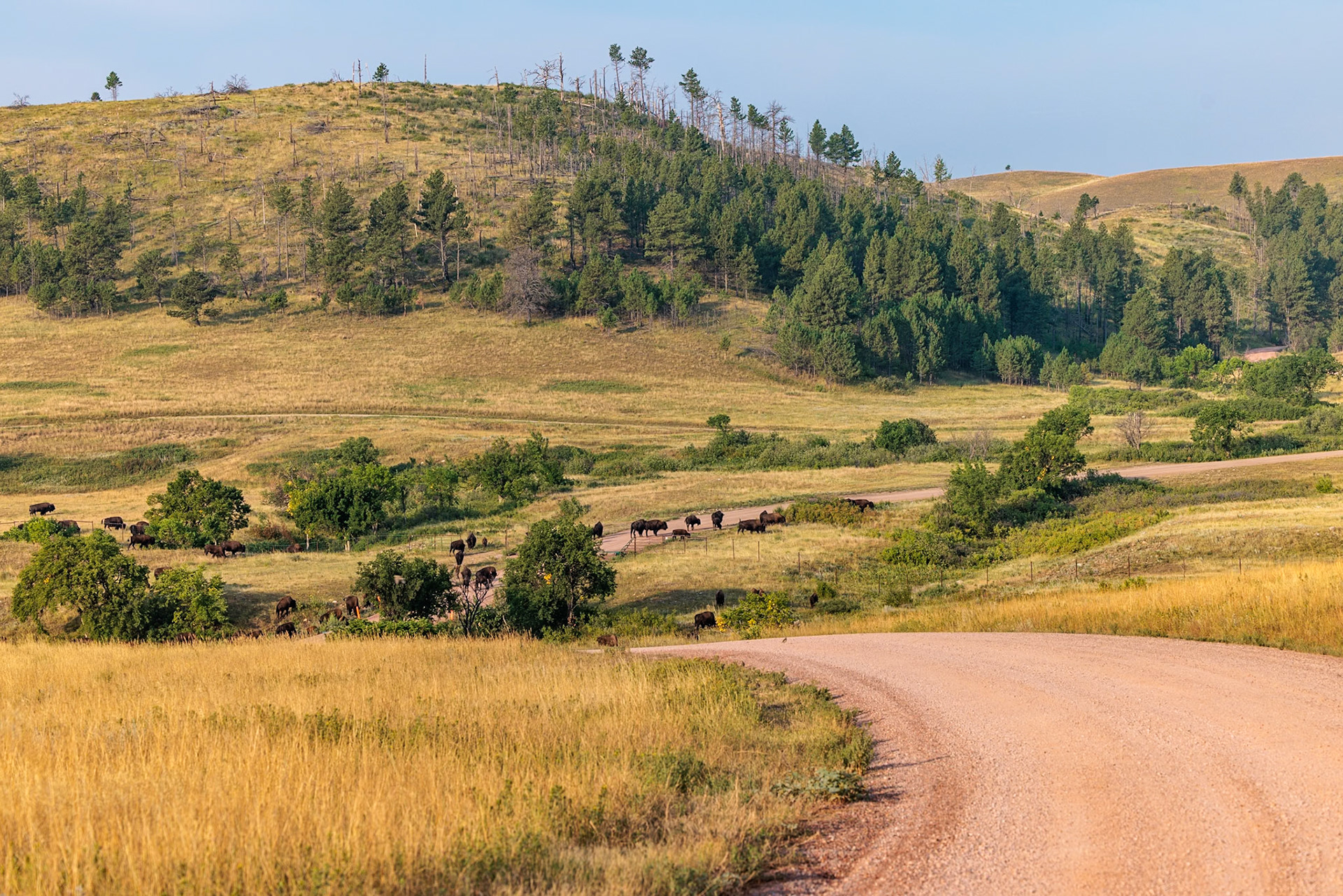 240816_089 American Buffalo (Bison bison) standing in a a road through the grassland prairie at Custer State Park near Custer, South Dakota, USA