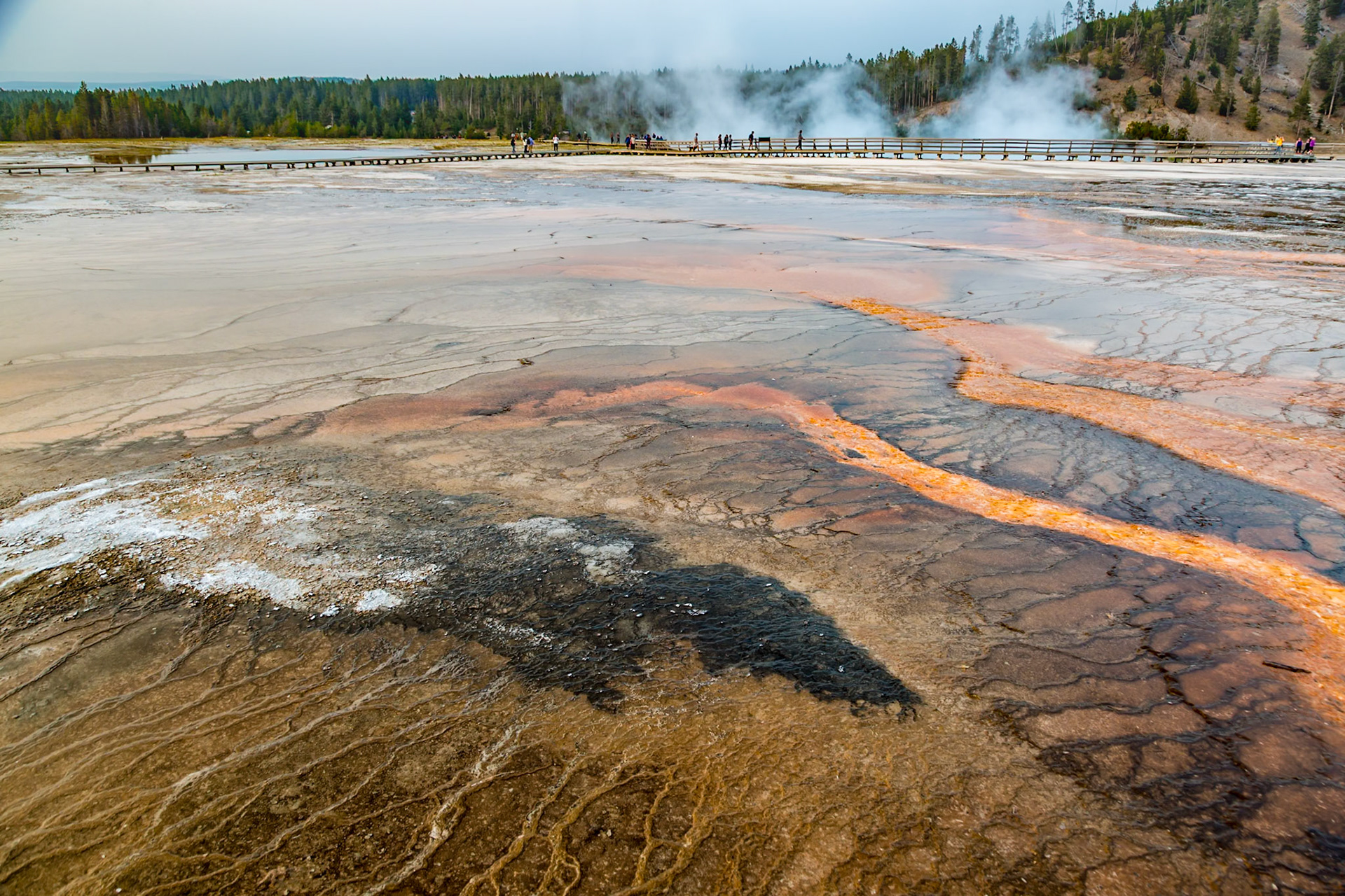180819_371 Brown layered stratiform mats at the outer perimeter of the Grand Prismatic Spring in the Midway Geyser Basin of Yellowstone National Park, Wyoming