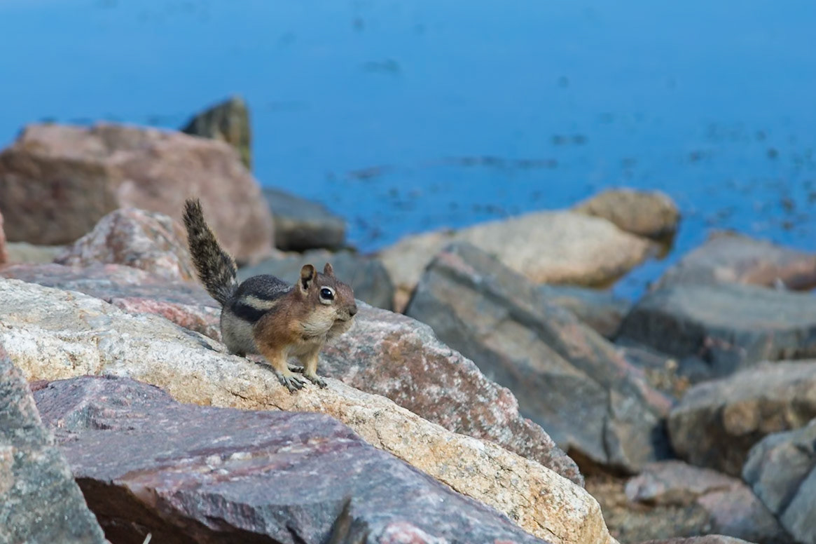 180731_116 Ground squirrel (Spermophilus lateralis) with nut-filled cheeks standing on a rock along the shore of Echo Lake in the Rocky Mountains of Colorado