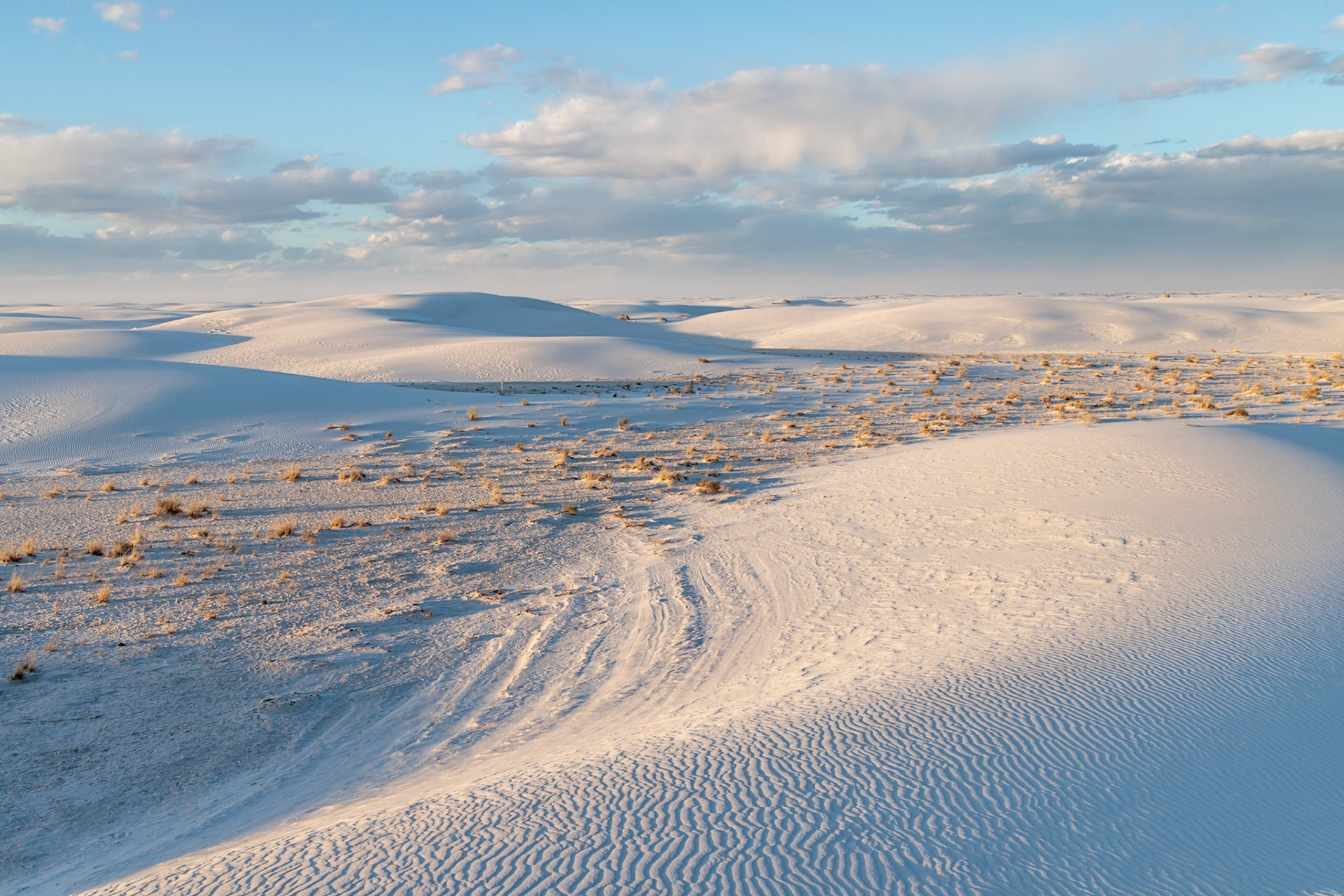 230323_160 Desert grasses in flatter areas of the White Sands National Park in Alamogordo, New Mexico, USA