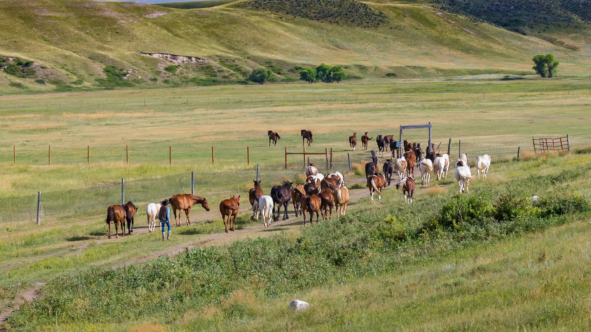 180805_071 Old cowboy turning horses out to pasture at Terry Bison Ranch near Cheyenne, Wyoming