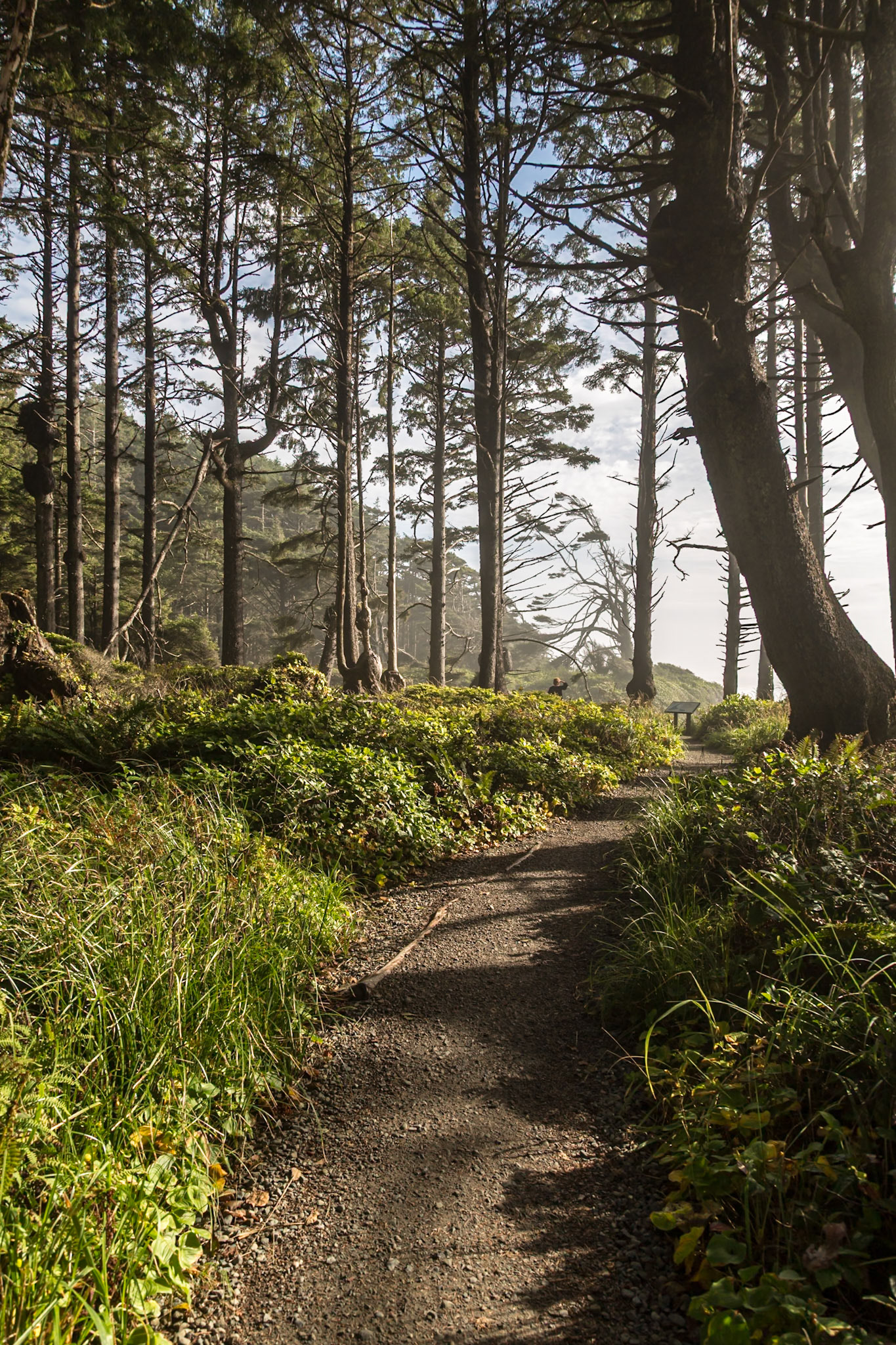 180910_150 Hiking trail along the Pacifc Coast near Forks, Washington