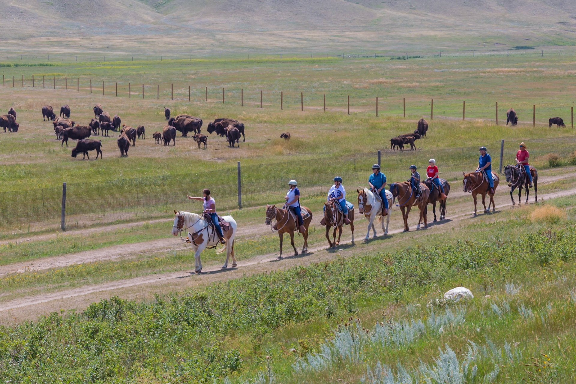 180808_055 Visitors being led on a horseback trail ride through the fields past a herd of American Bison at Terry Bison Ranch near Cheyenne, Wyoming