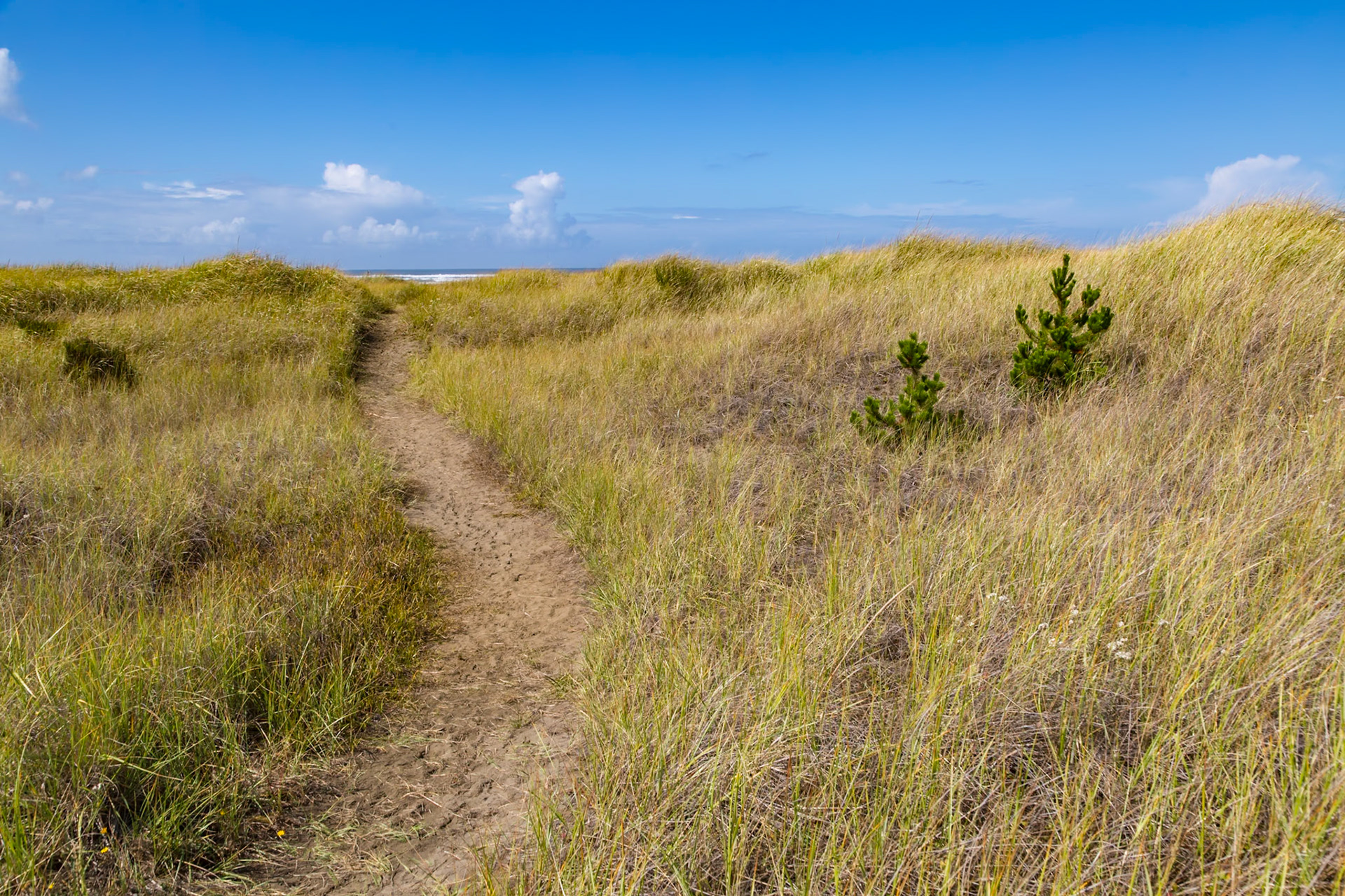 180911_064 Walking path through the high sea grass leading to the Pacific Ocean beach at Ocean City, Washington