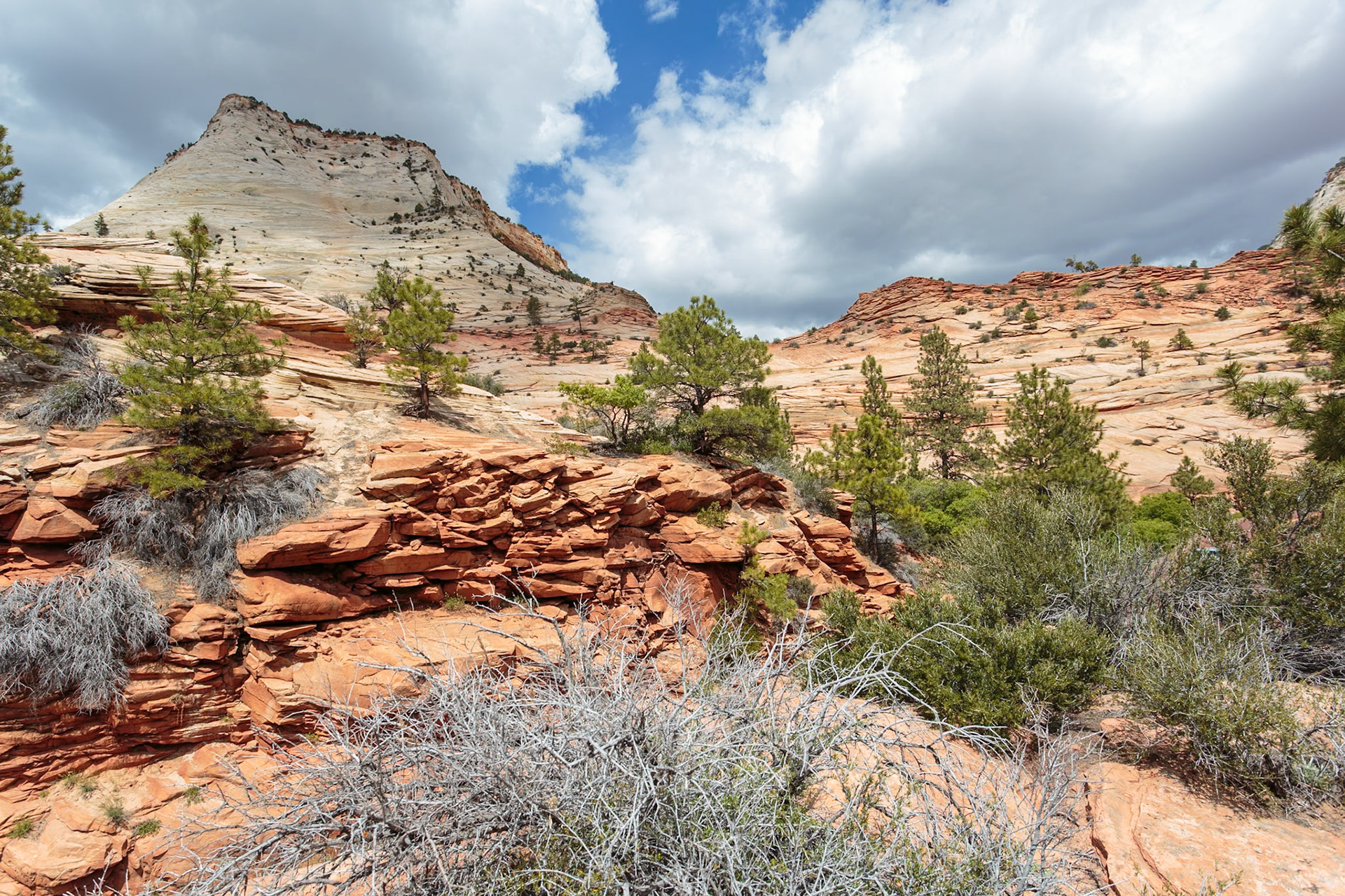 190529_273 Patterns of erosion on the rock formations in Zion National Park, Utah