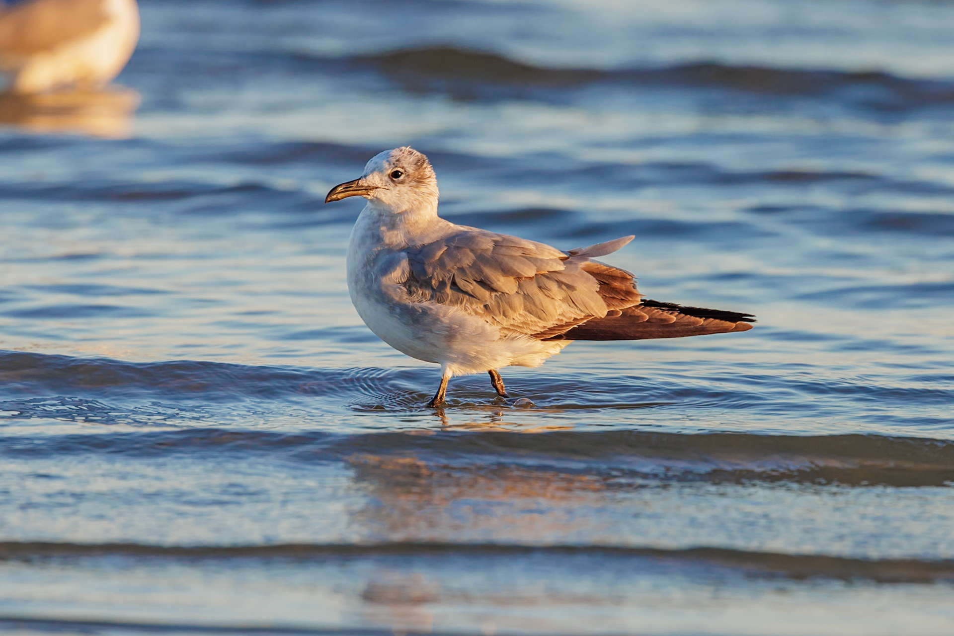230125_203 Seagull scouring the waterline searching for food along the Mississippi Gulf Coast in evening light