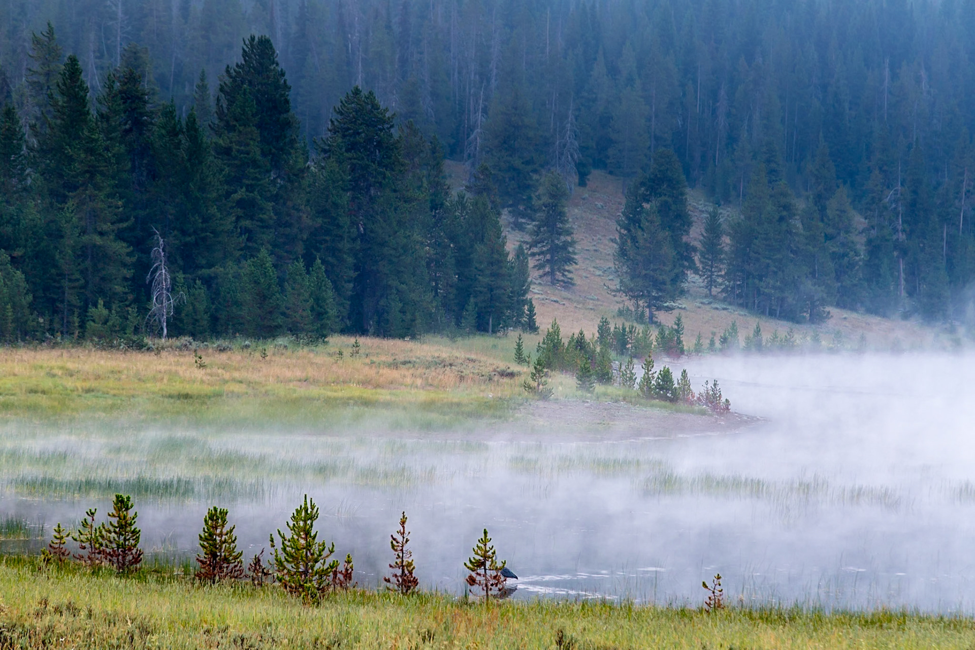180819_001 Early morning fog rising from the Madison River along Hwy 191 near the west gate of Yellowstone National Park in Wyoming