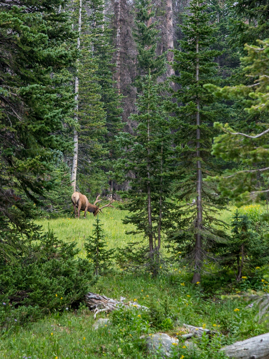 180802_034 Bull elk (Cervus canadensis) with velvet on antlers grazing in a clearing at Rocky Mountain National Park in Colorado