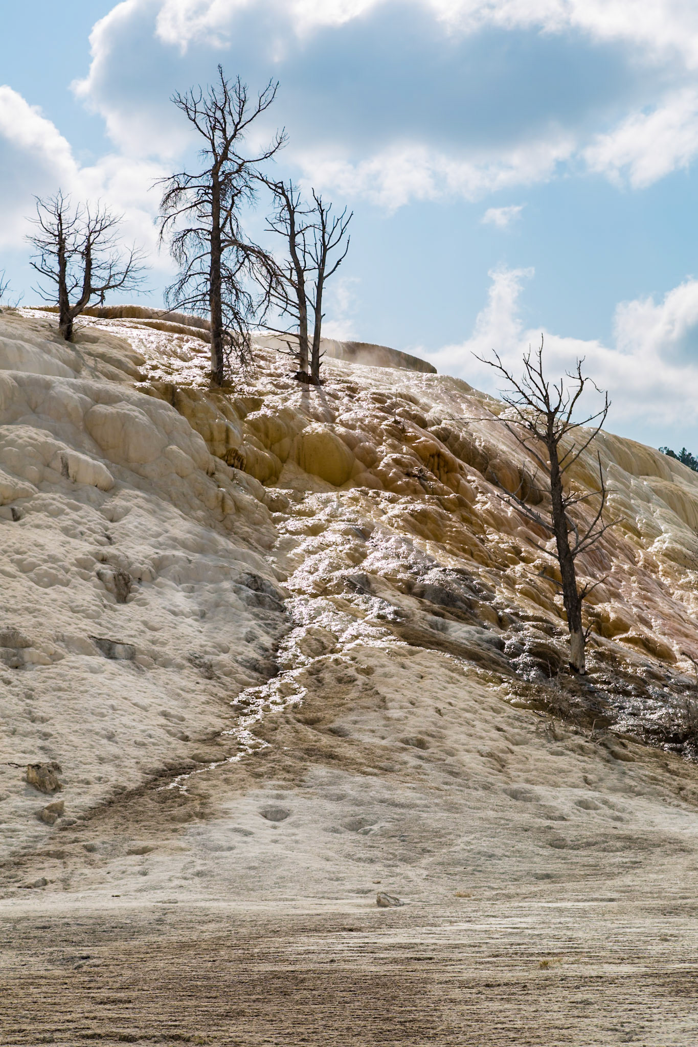 180822_103 Dead trees on a hill of calcium carbonate expelled from Palette Spring over time in the Mammoth Hot Springs area of Yellowstone National Park, Wyoming