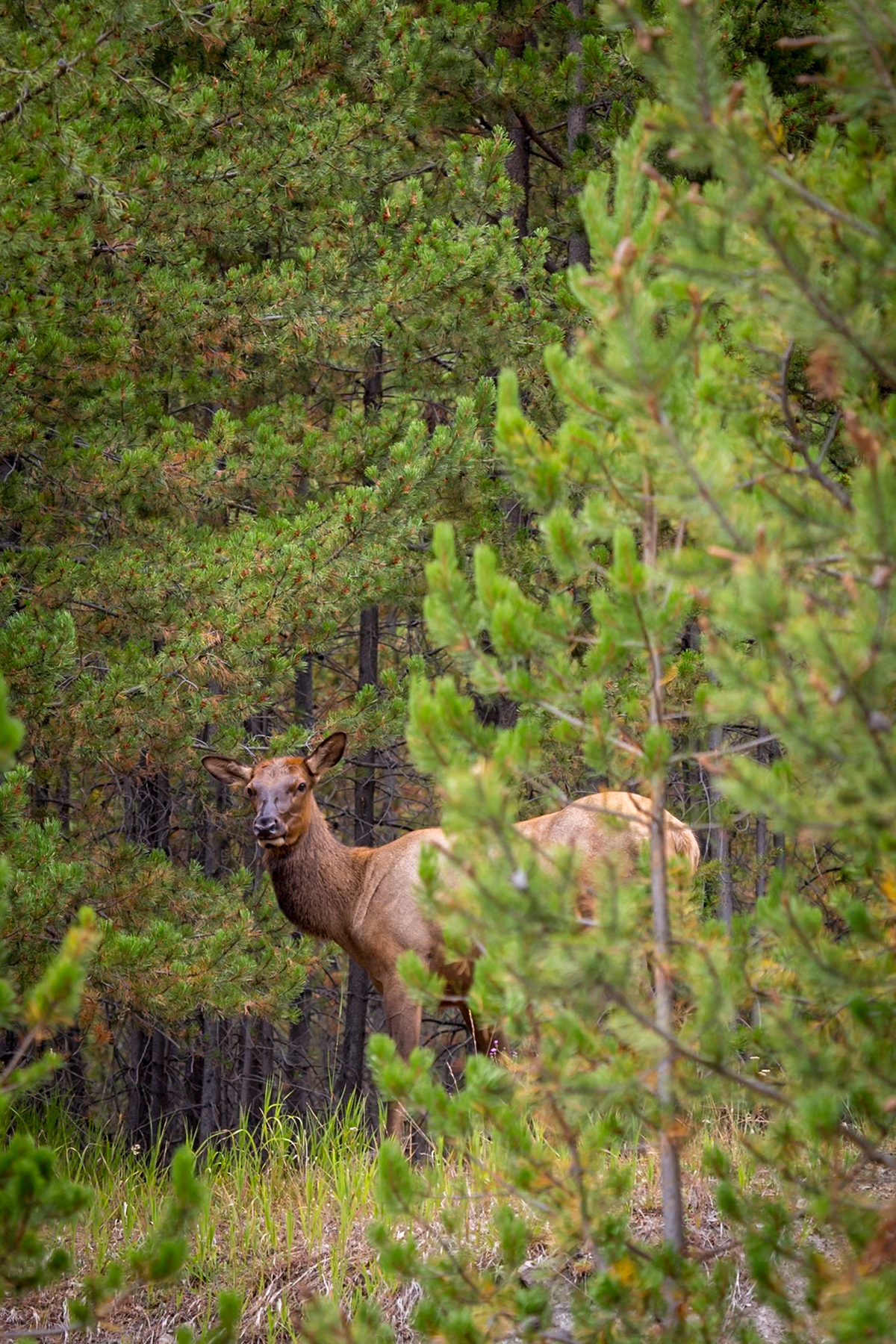 180818_011 Adult female elk (Cervus canadensis) standing in a pine forest clearing in Yellowstone National Park