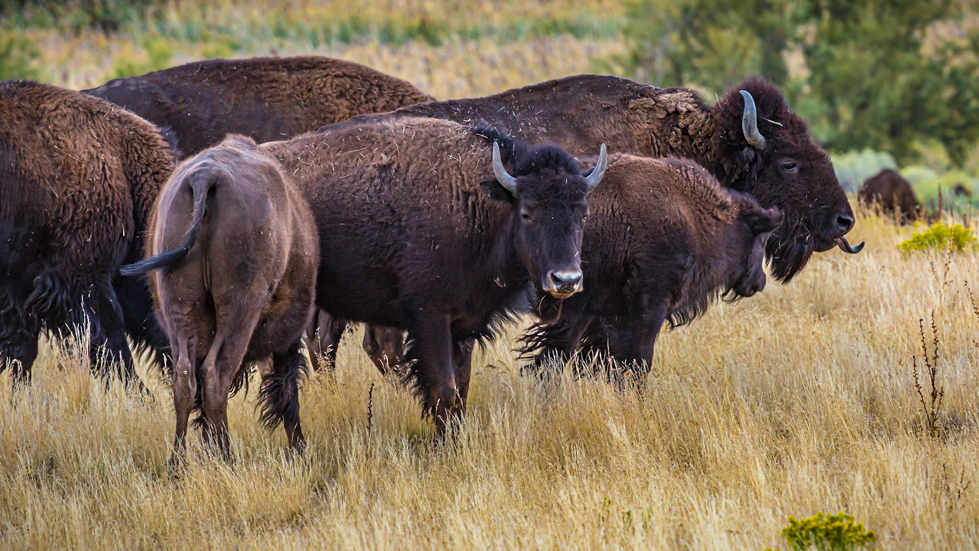 180915_177 Bison roaming the prairie grasses in Antelope Island State Park near Syracuse, Utah