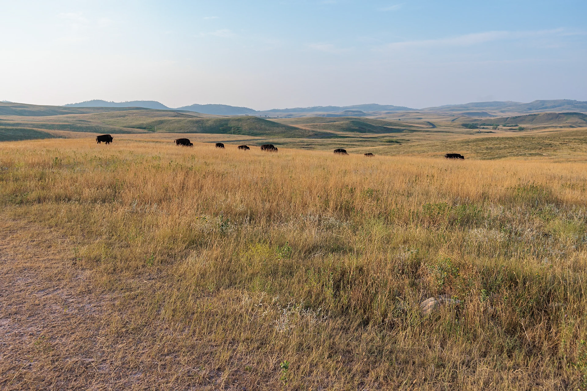 240816_081 American Buffalo (Bison bison) roaming in a grassland prairie at Custer State Park near Custer, South Dakota, USA