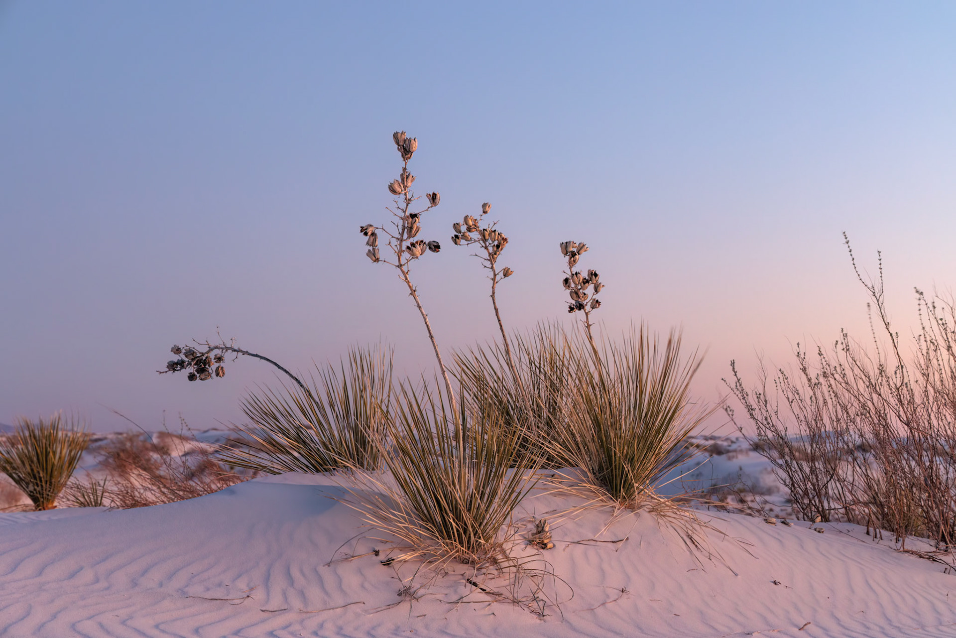 230323_200-E Yucca plants growing in the sand dunes of White Sands National Park in Alamogordo, New Mexico, USA