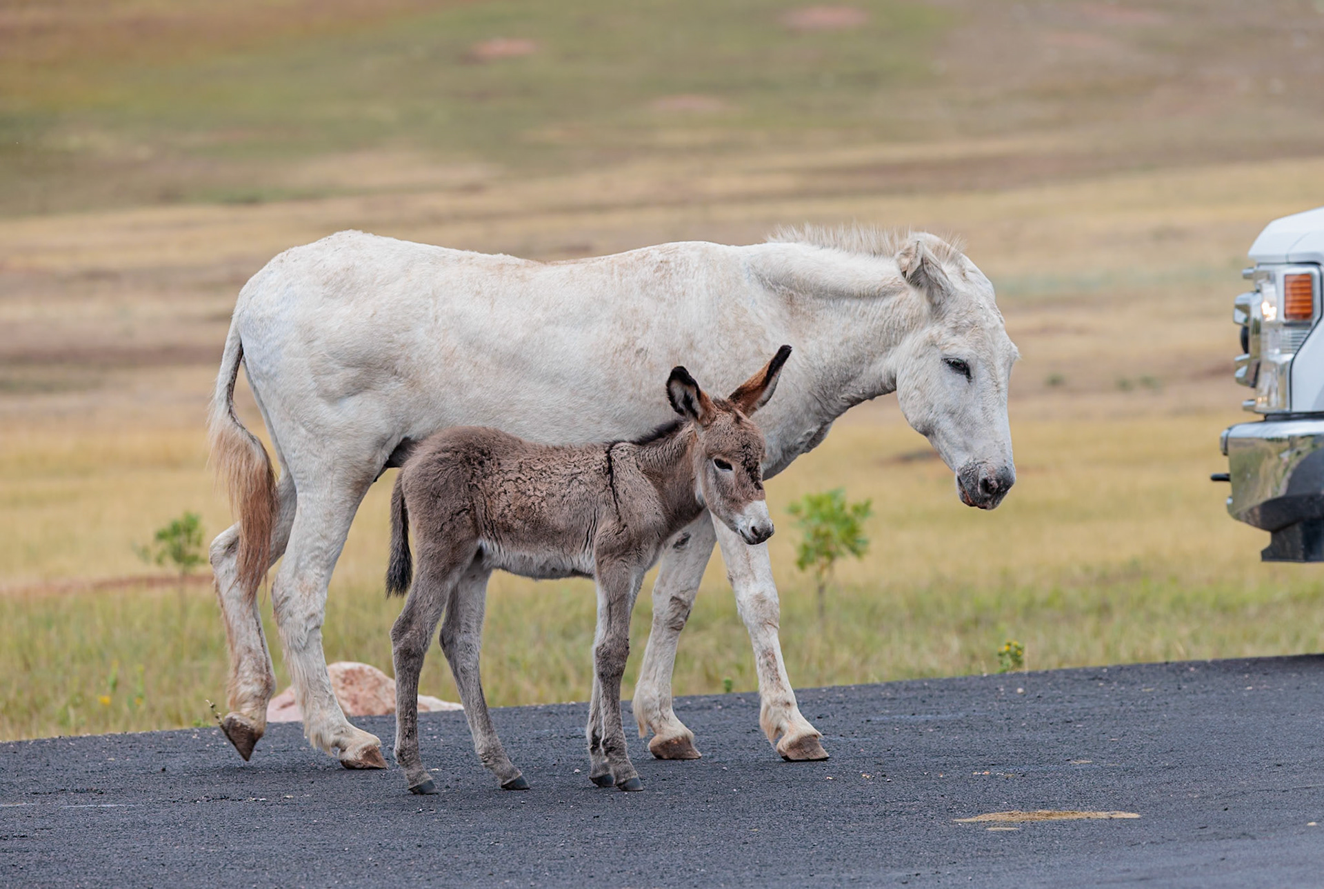 240819_017 Feral donkey foal (Equus africanus) standing next to its mother in the road through Custer State Park near Custer, South Dakota, USA