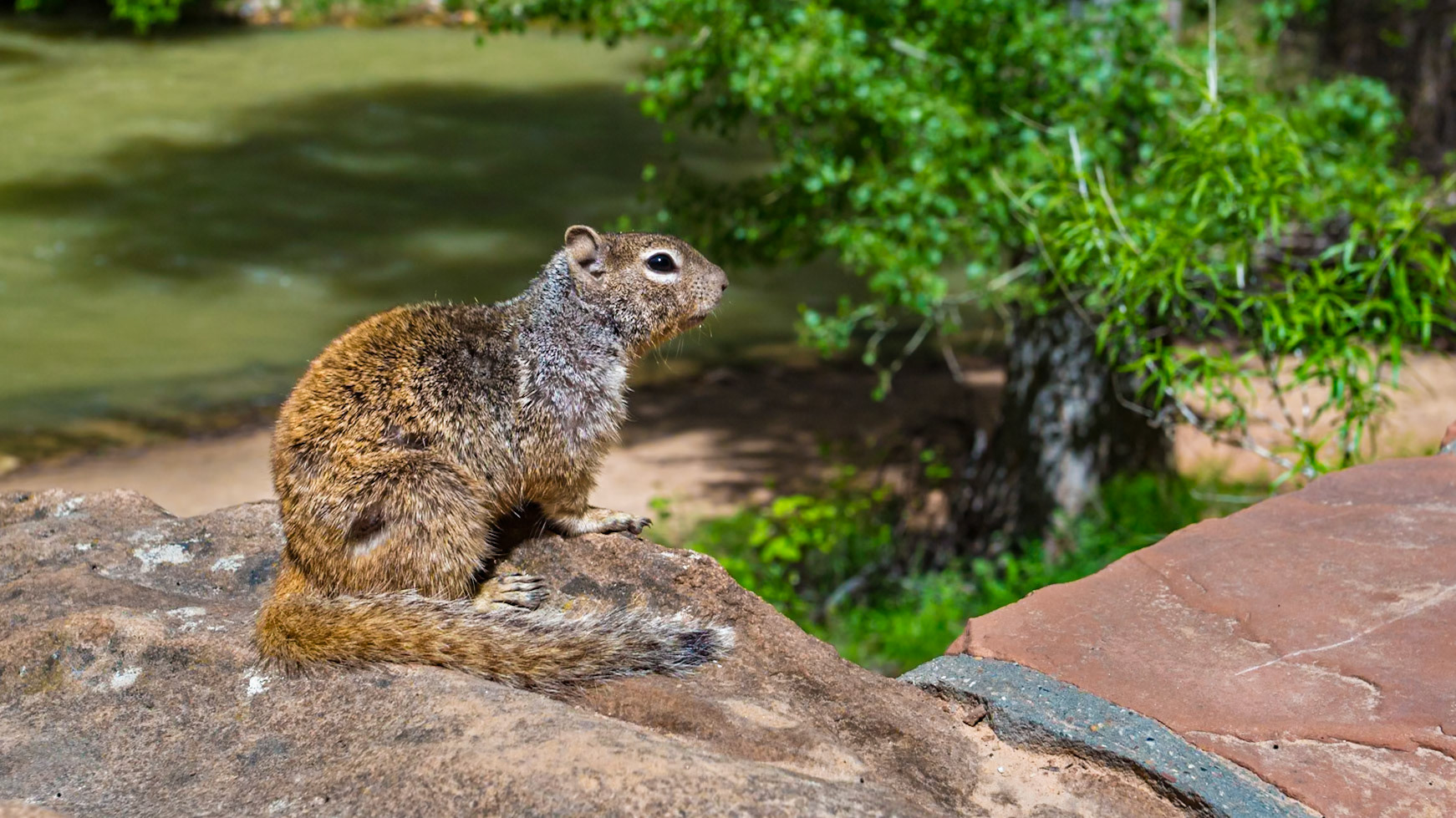 190531_403 Squirell perched on a stone wall along the Riverside Walk in the Temple of Sinawava area of Zion National Park, Utah