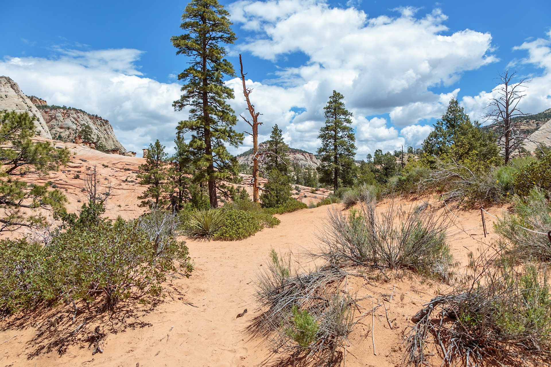 190529_123 Pine trees and desert foliage in Zion National Park, Utah