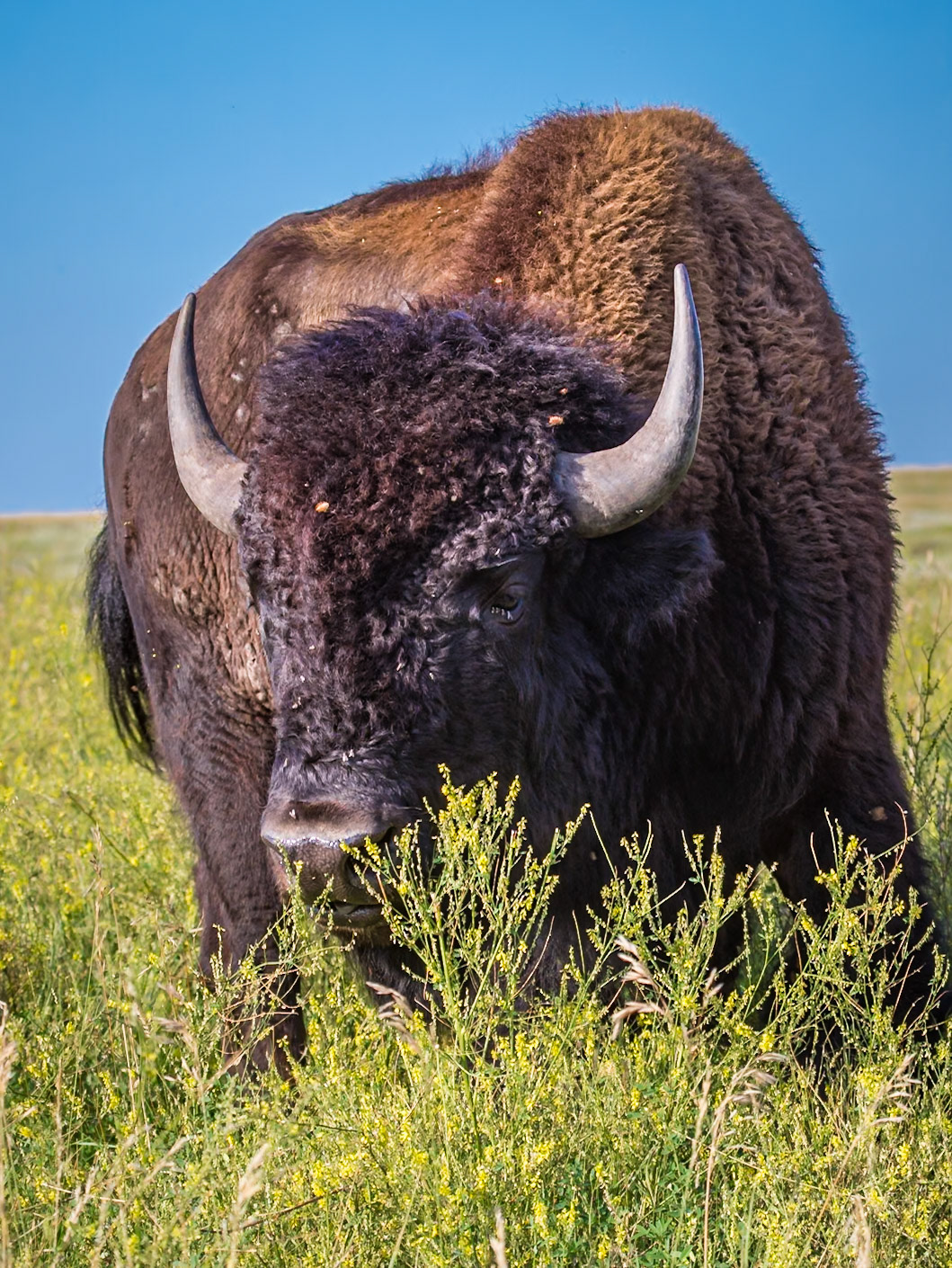 180814_198 American Buffalo (Bison bison) standing in a grassland prairie at Custer State Park near Custer, South Dakota, USA