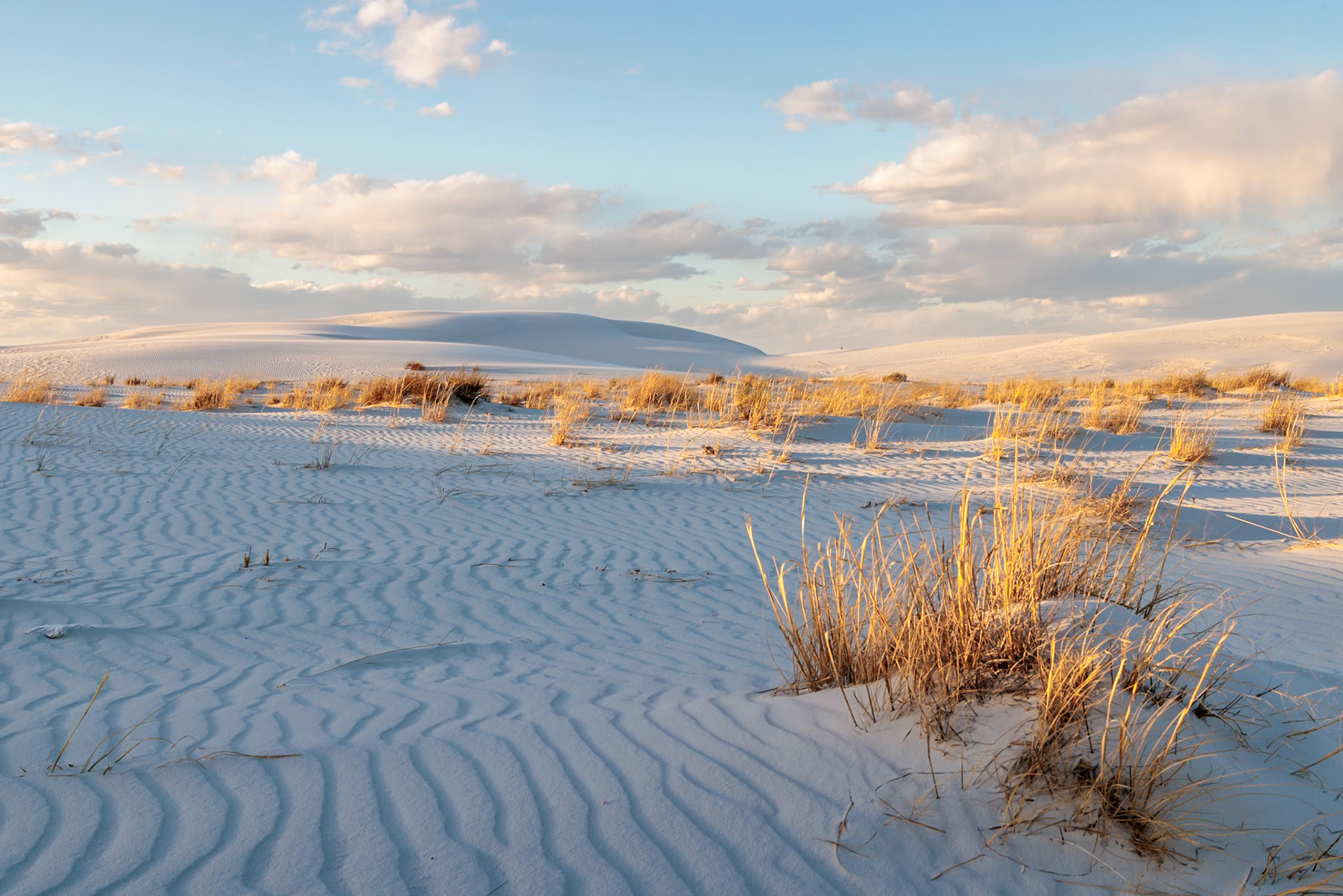 230323_155 Desert grasses in flatter areas of the White Sands National Park in Alamogordo, New Mexico, USA