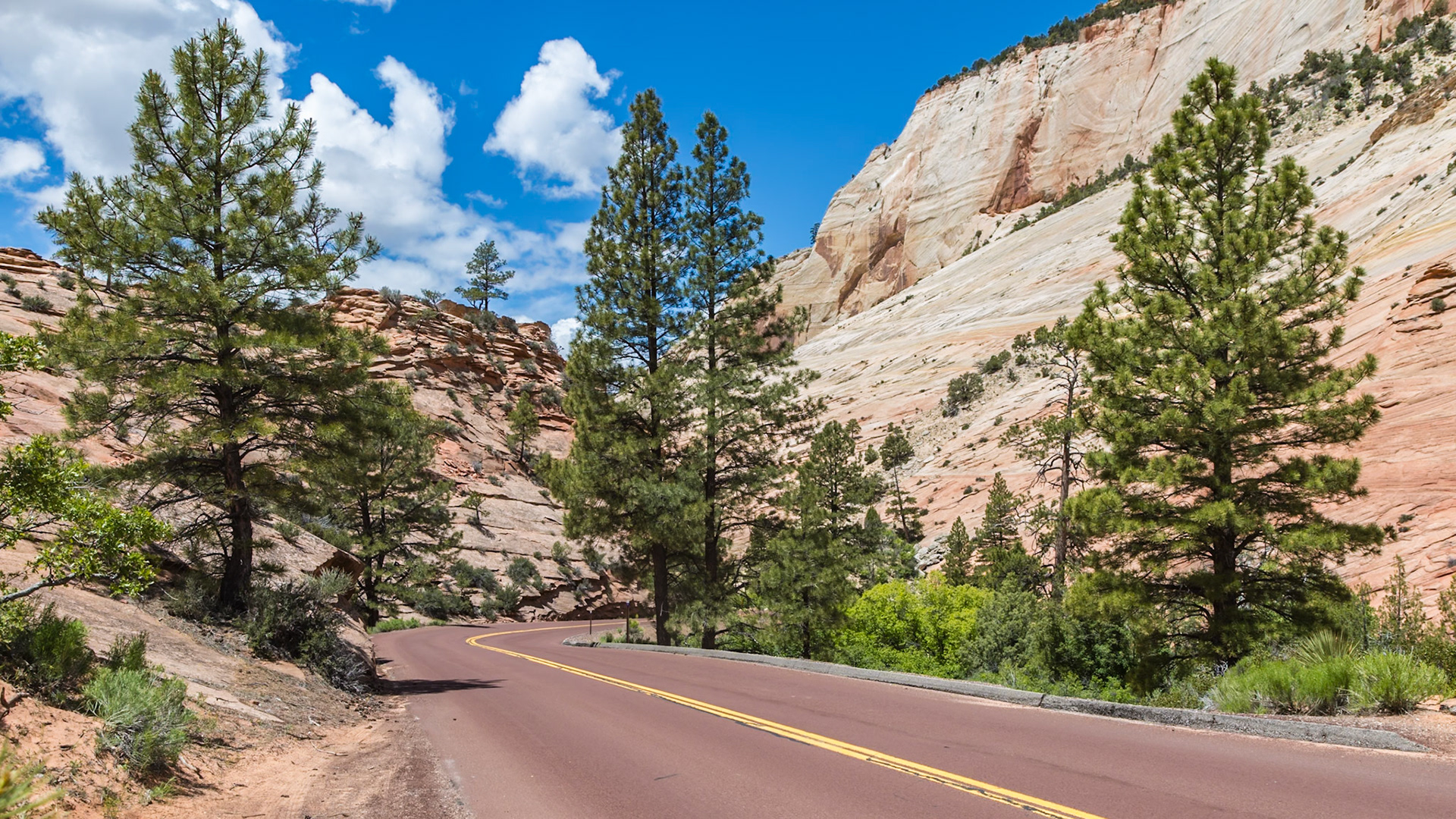 190529_118 Pine trees growing along Zion Park Boulevard near the east entrance in Zion National Park, Utah