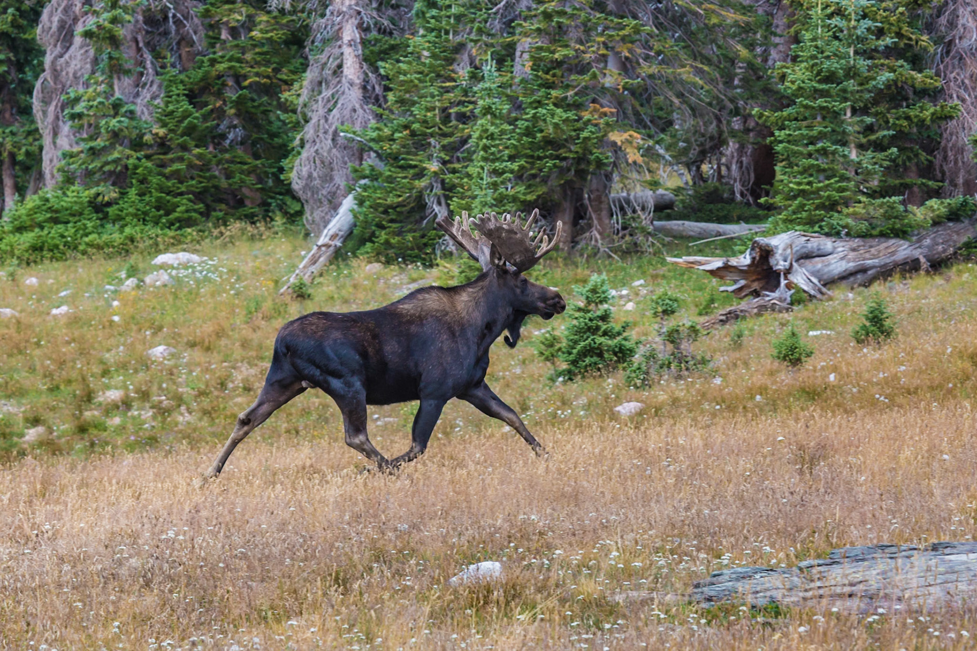 180811_235 Moose (Alces alces) Running, in a clearing at the Medicine Bow National Forest in Wyoming