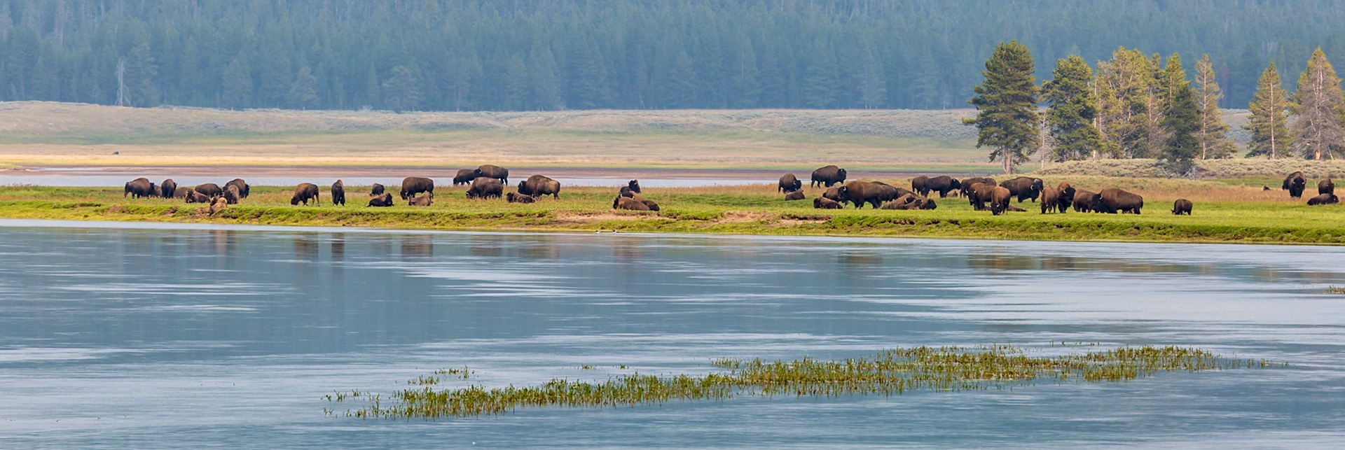 180819_231 American Buffalo (bison) grazing along the Yellowstone River in the Hayden Valley area of Yellowstone National Park, Wyoming