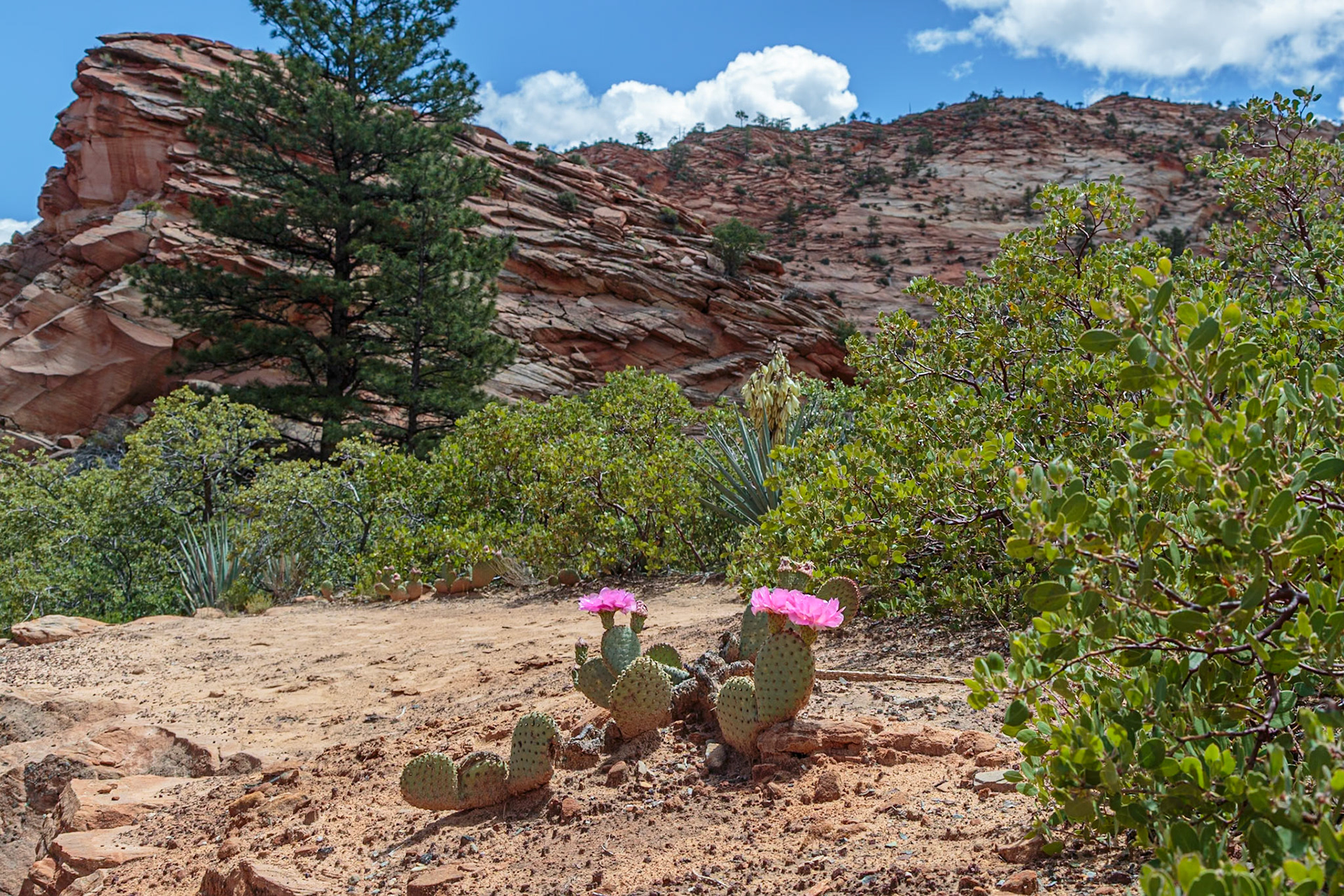 190529_141 Prickly pear cactus blooming in Zion National Park, Utah