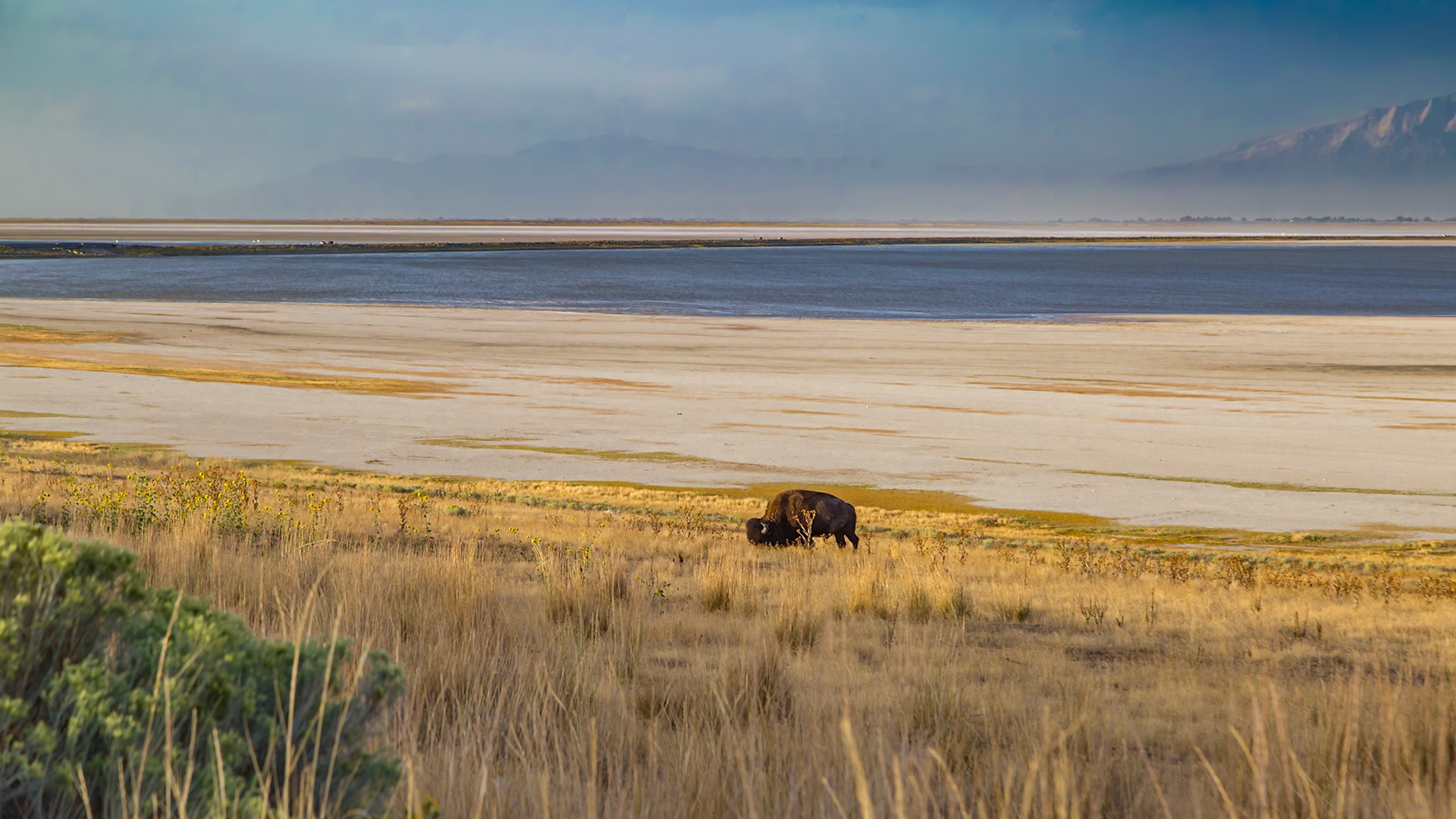 180915_204 Lone bison grazing on the prairie grasses along the shoreline of he Great Salt Lake in Antelope Island State Park near Syracuse, Utah