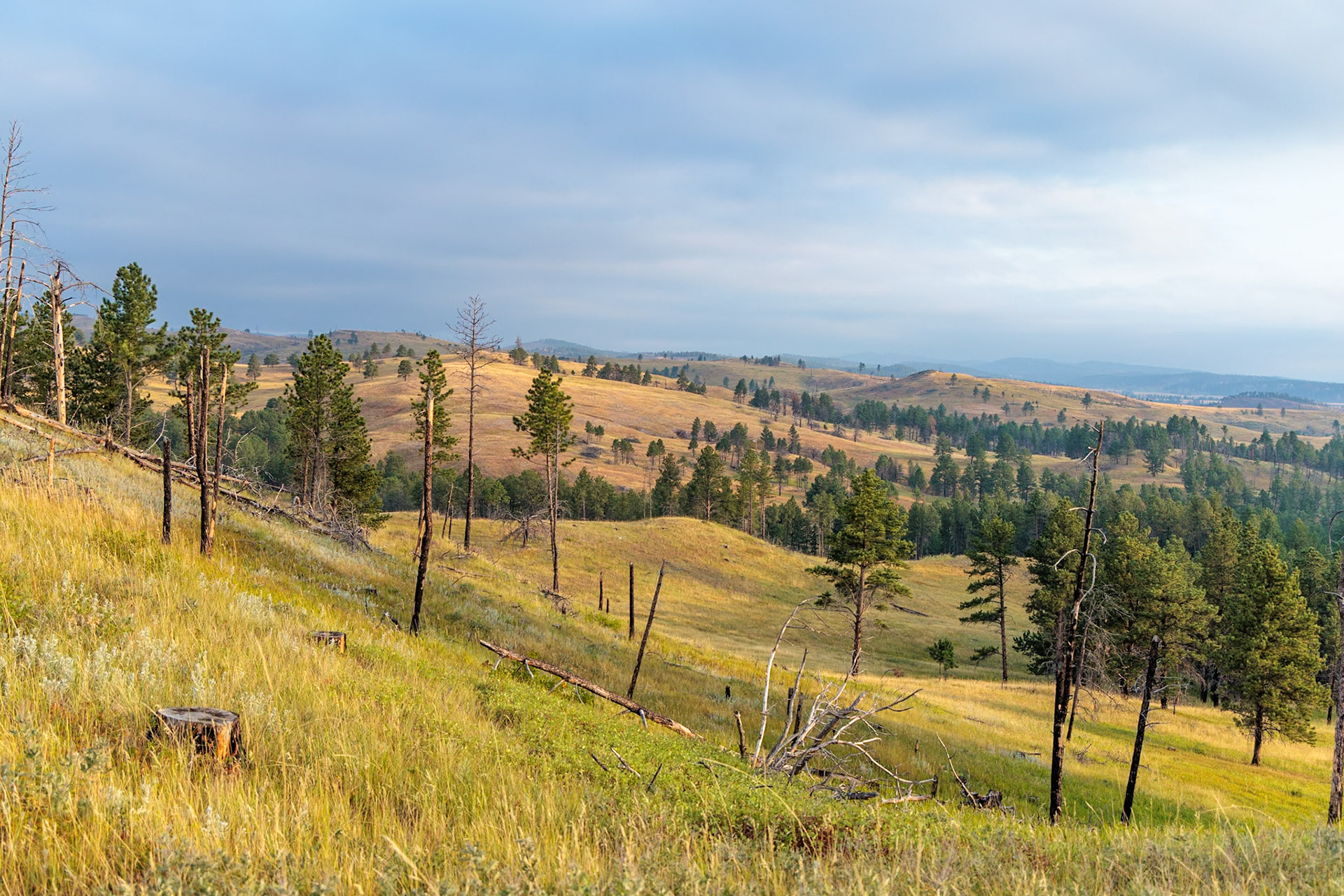 240817_012 Rolling hills in Custer State Park, South Dakota, USA