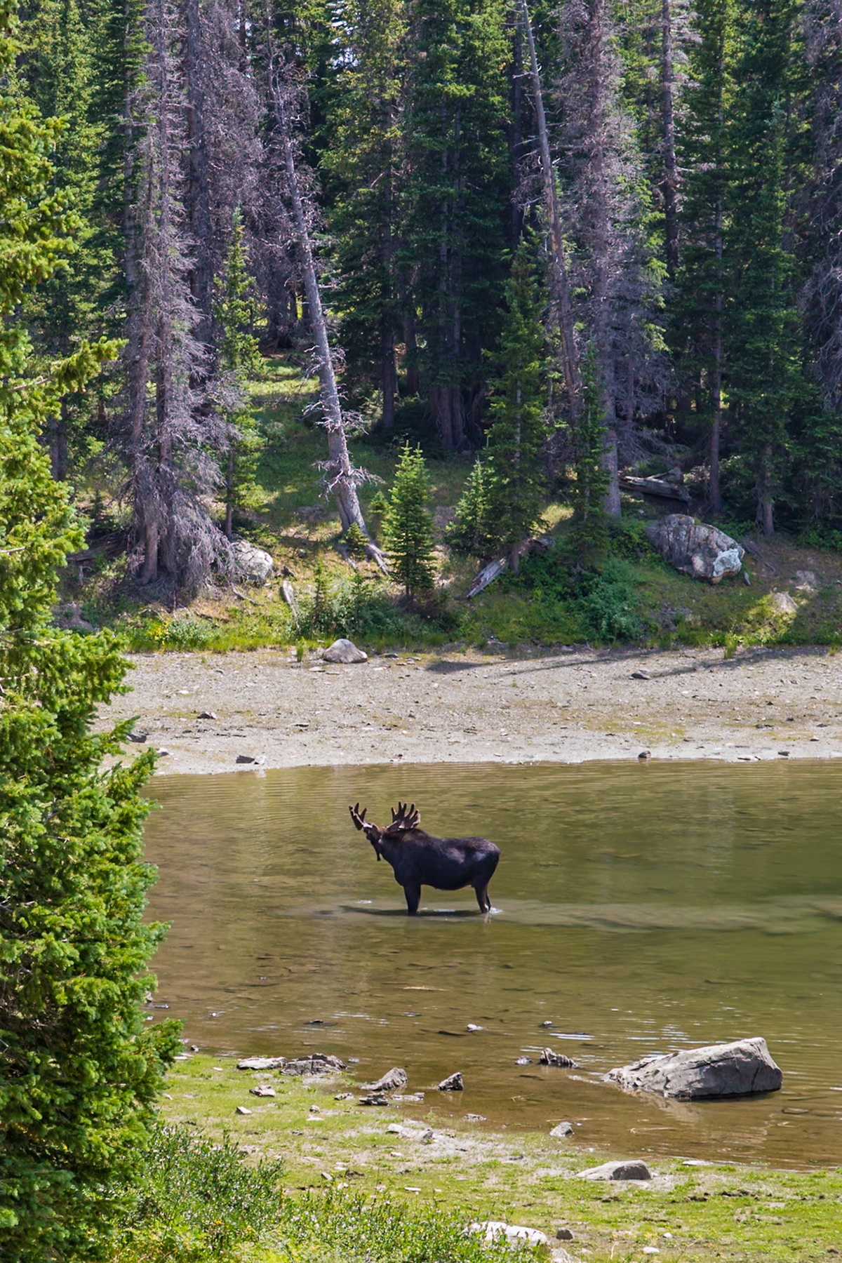 180811_132 Moose (Alces alces) standing in a pond at the Medicine Bow National Forest in Wyoming