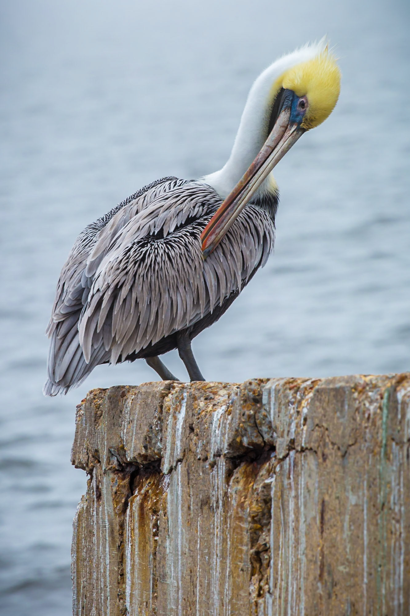 170120_031 Brown Pelican (Pelicanus occidentalis) perched upon a sea wall on a foggy morning in Long Beach, Mississippi